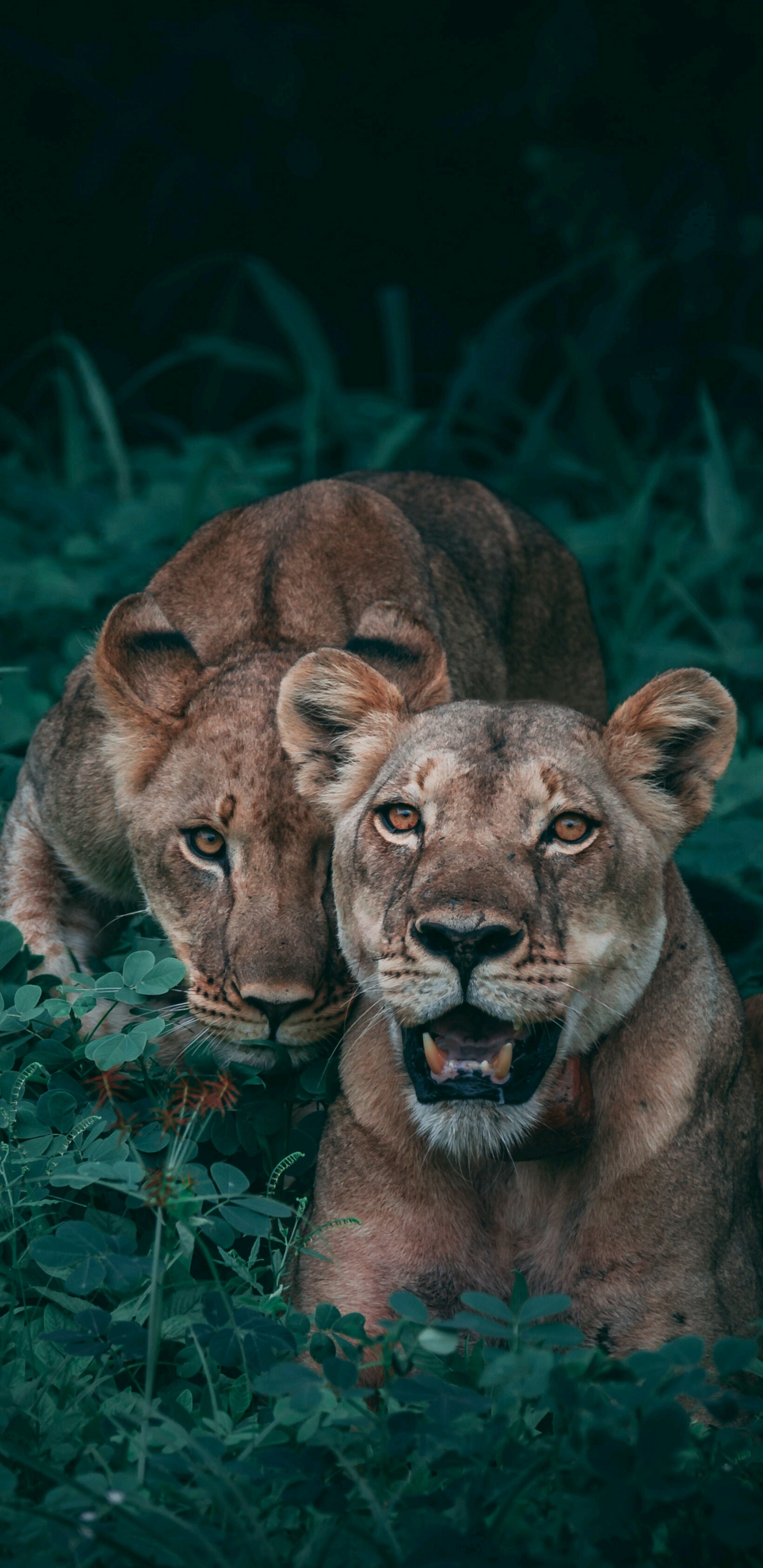 Brown Lioness Lying on Green Grass. Wallpaper in 1440x2960 Resolution
