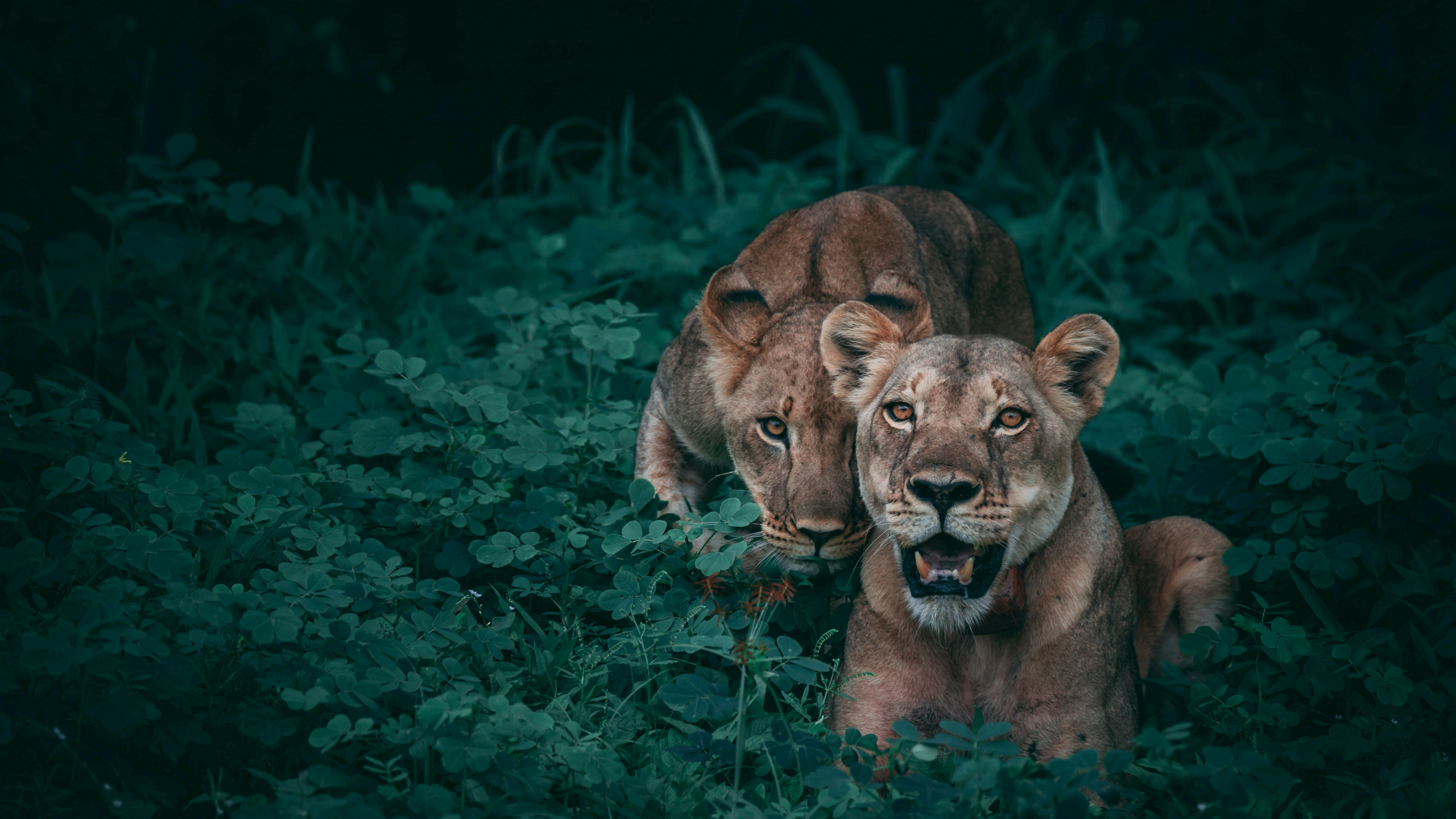 Brown Lioness Lying on Green Grass. Wallpaper in 2560x1440 Resolution