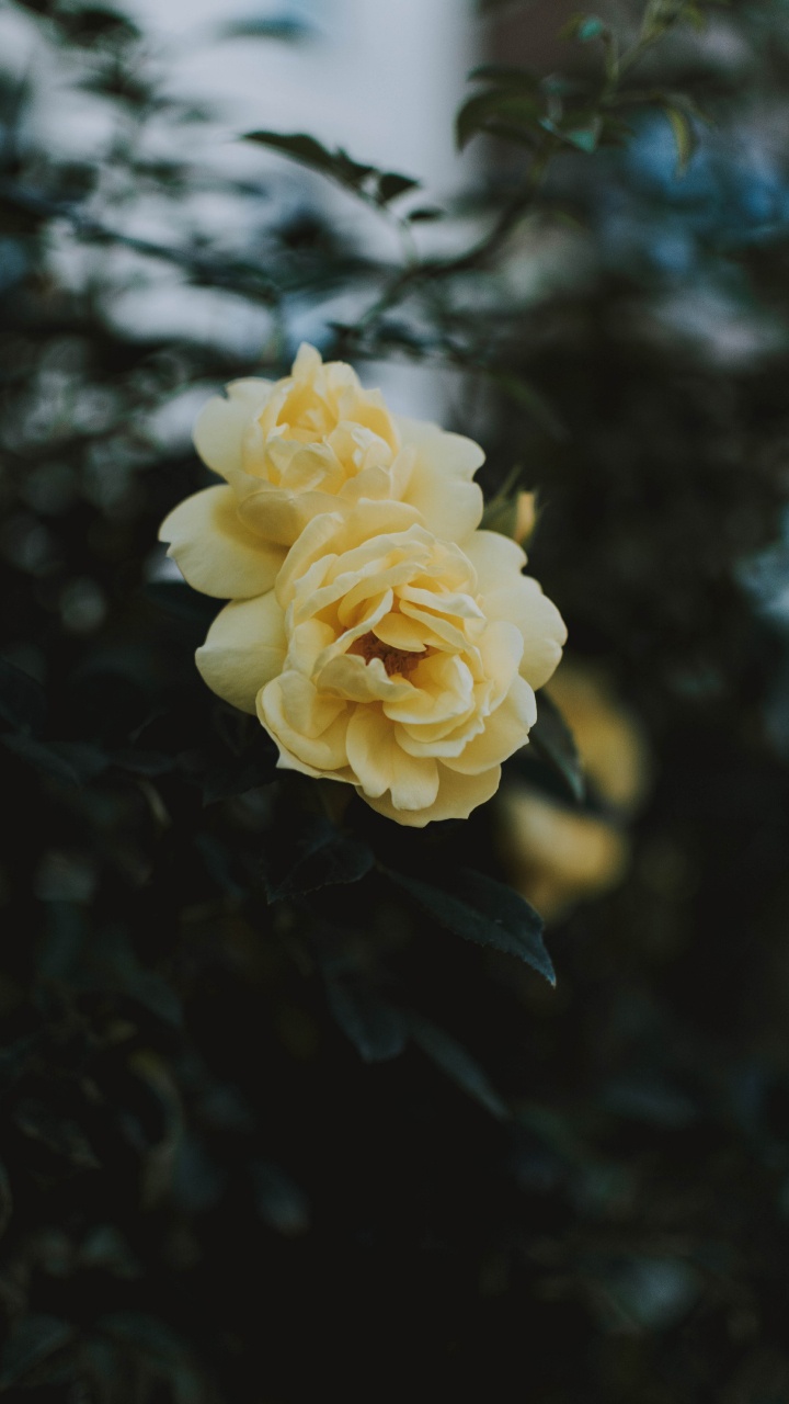 Fleur Jaune Dans L'objectif à Basculement. Wallpaper in 720x1280 Resolution