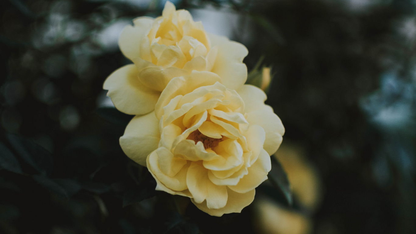 Yellow Flower in Tilt Shift Lens. Wallpaper in 1366x768 Resolution