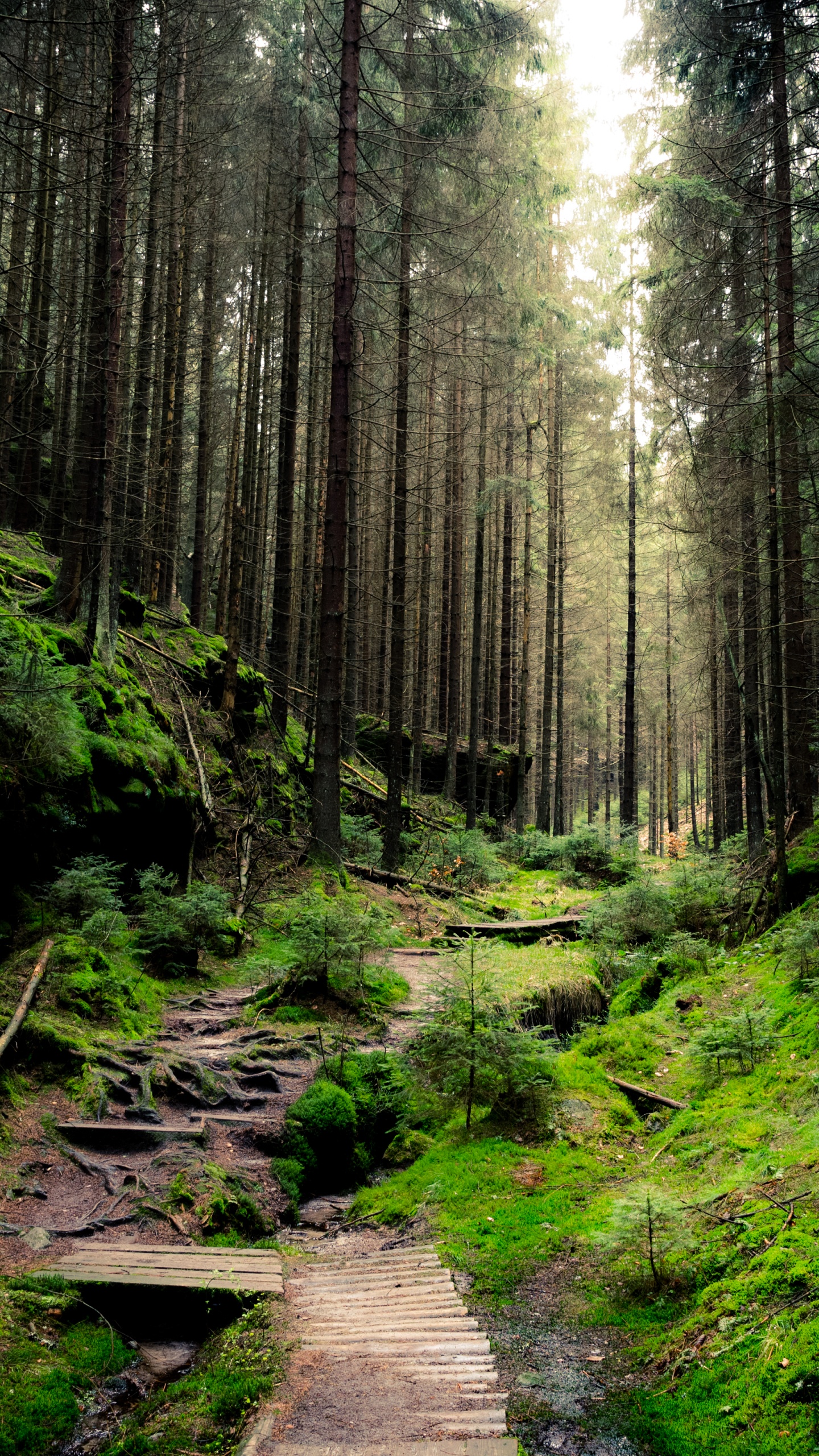 Dichter Wald, Wald, Papier, Wand, Baum. Wallpaper in 1440x2560 Resolution