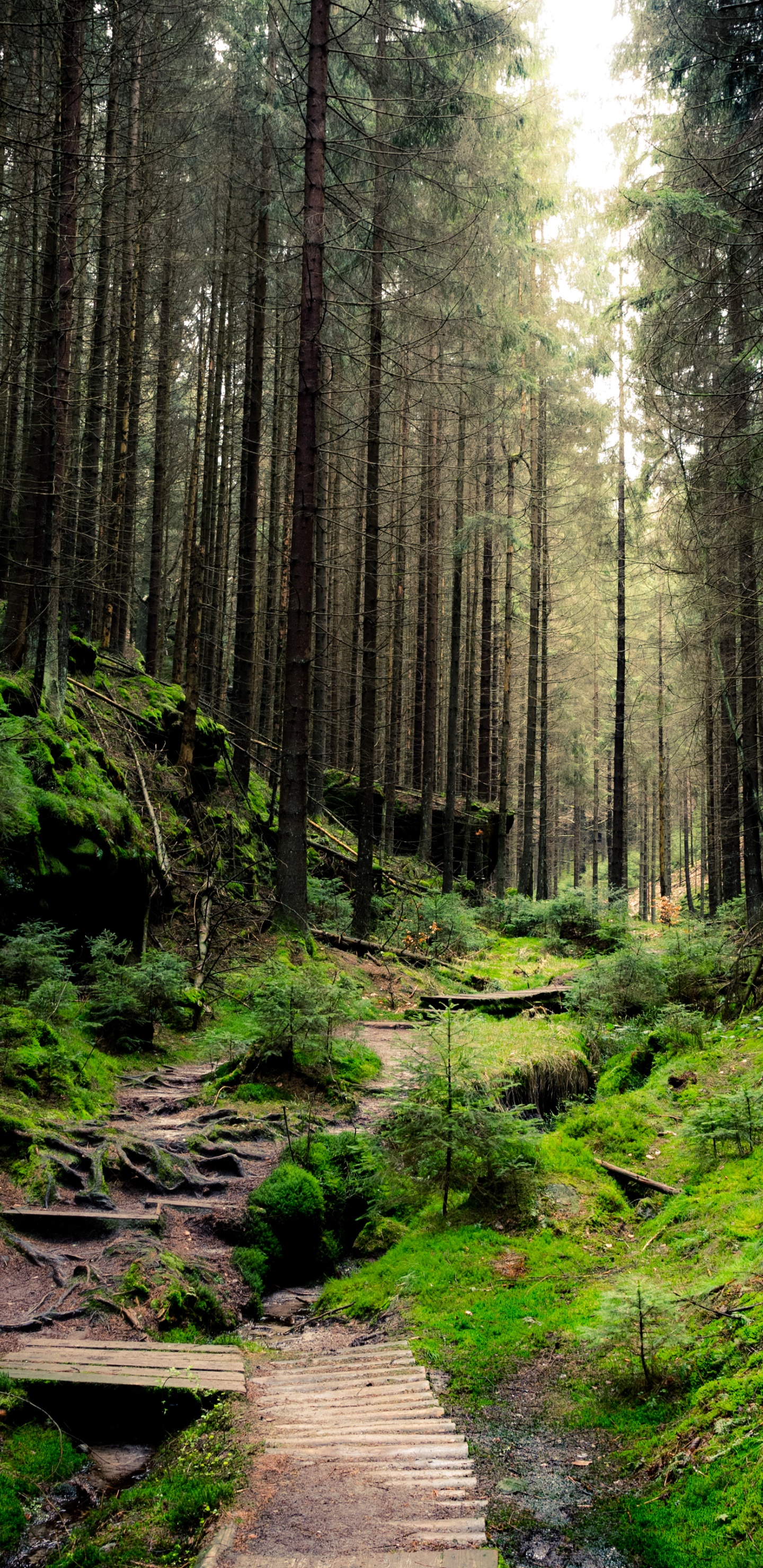 Dichter Wald, Wald, Papier, Wand, Baum. Wallpaper in 1440x2960 Resolution