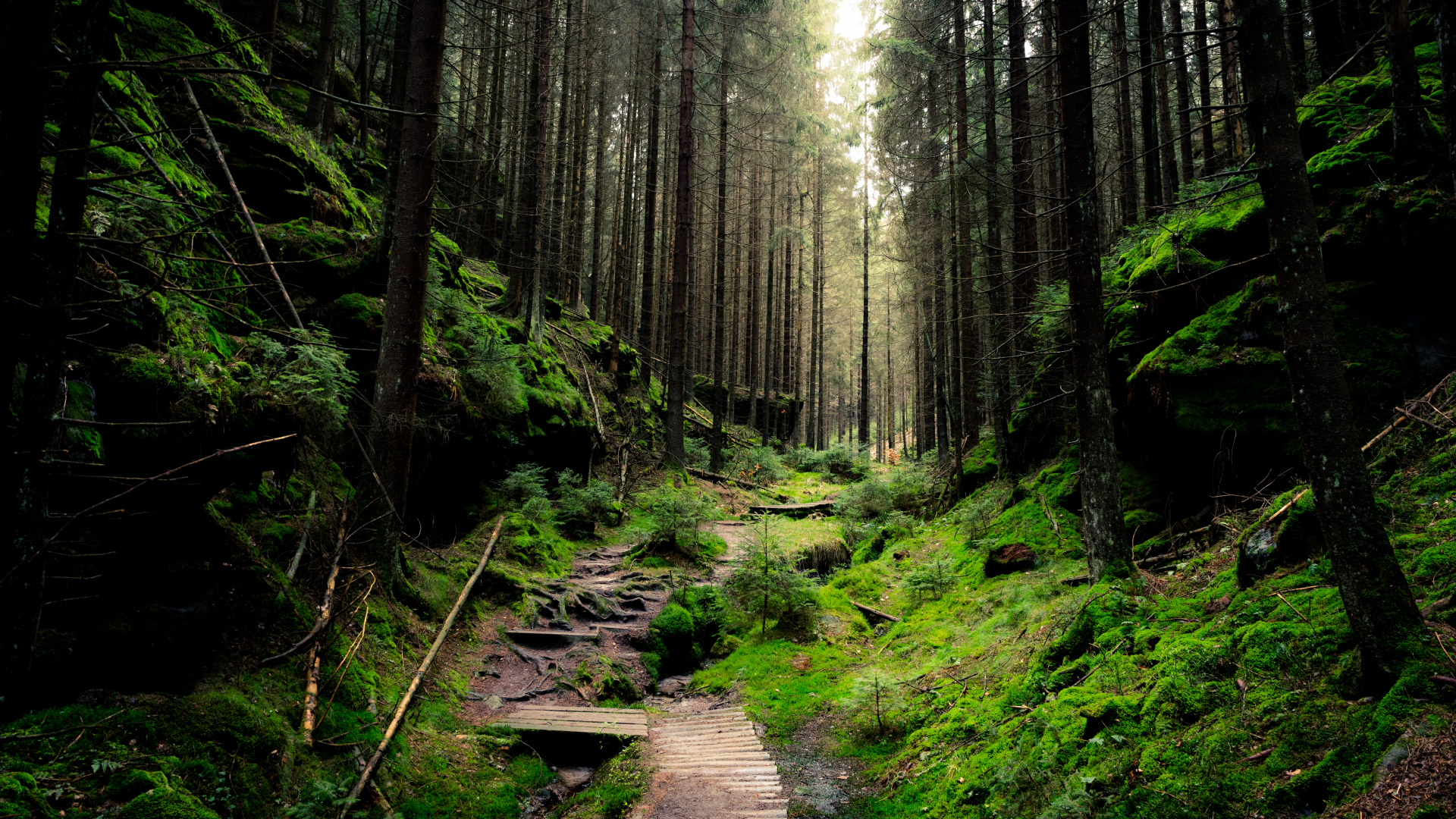 Thick Forest, Forest, Dense Forest, Paper, Wall. Wallpaper in 1920x1080 Resolution