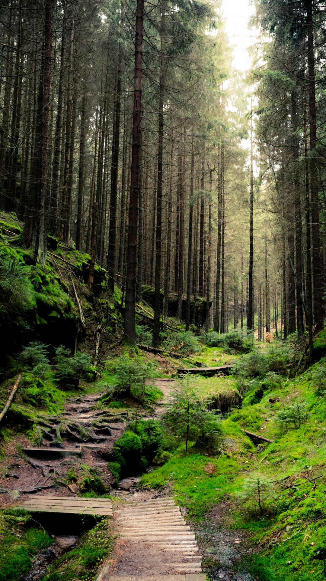 Une Forêt Dense, Forêt, Forêt Dense, Papier, Mur. Wallpaper in 1080x1920 Resolution