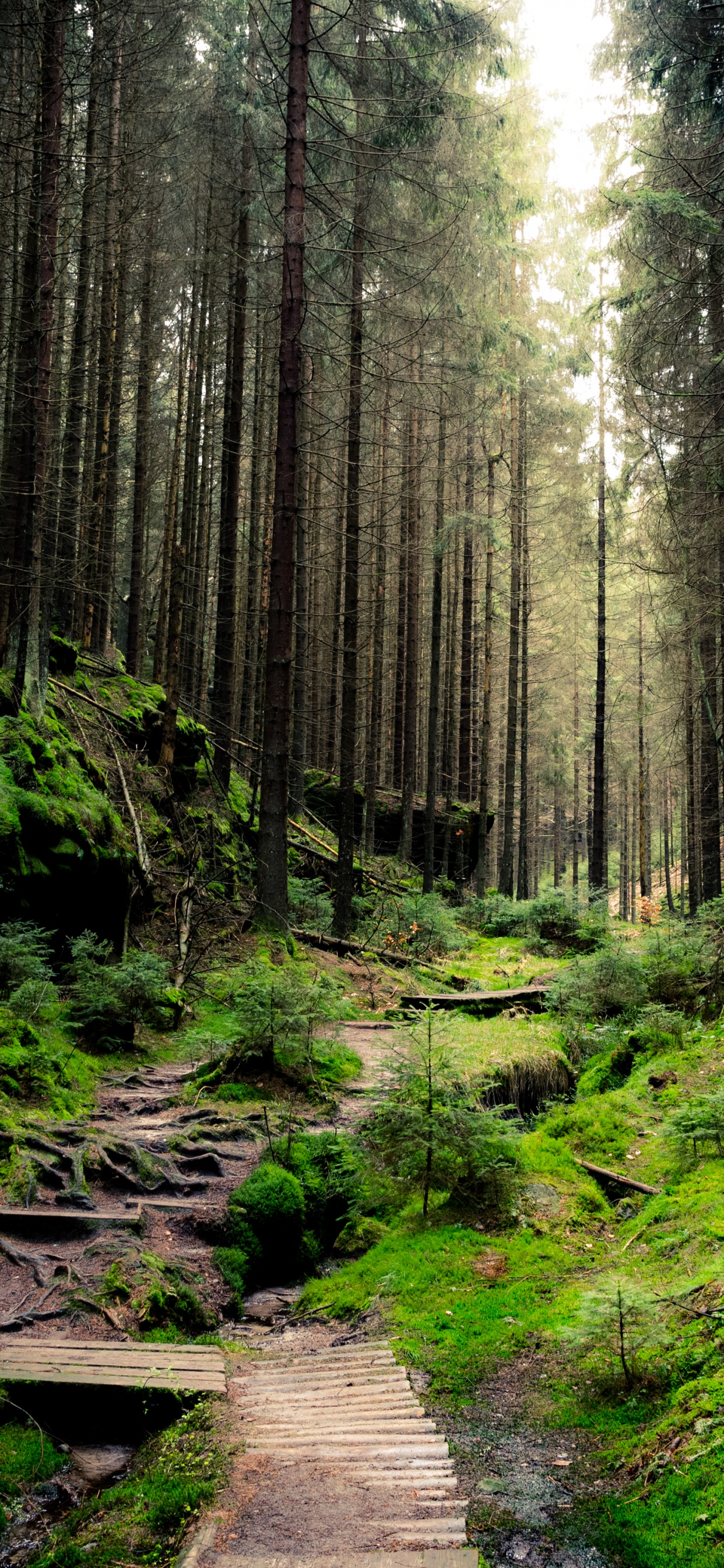 Une Forêt Dense, Forêt, Forêt Dense, Papier, Mur. Wallpaper in 1242x2688 Resolution