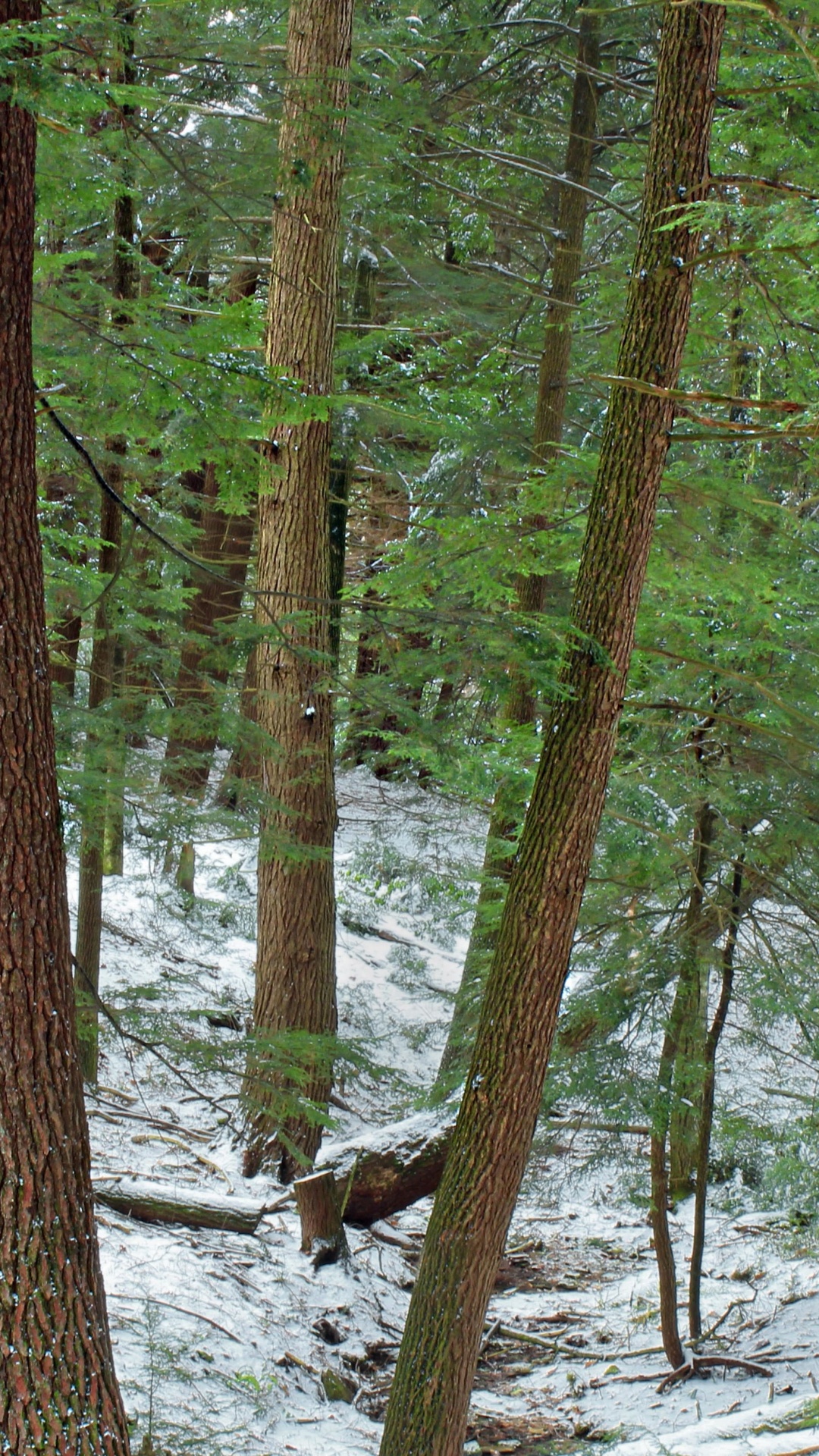 Brown Trees on Snow Covered Ground During Daytime. Wallpaper in 1080x1920 Resolution