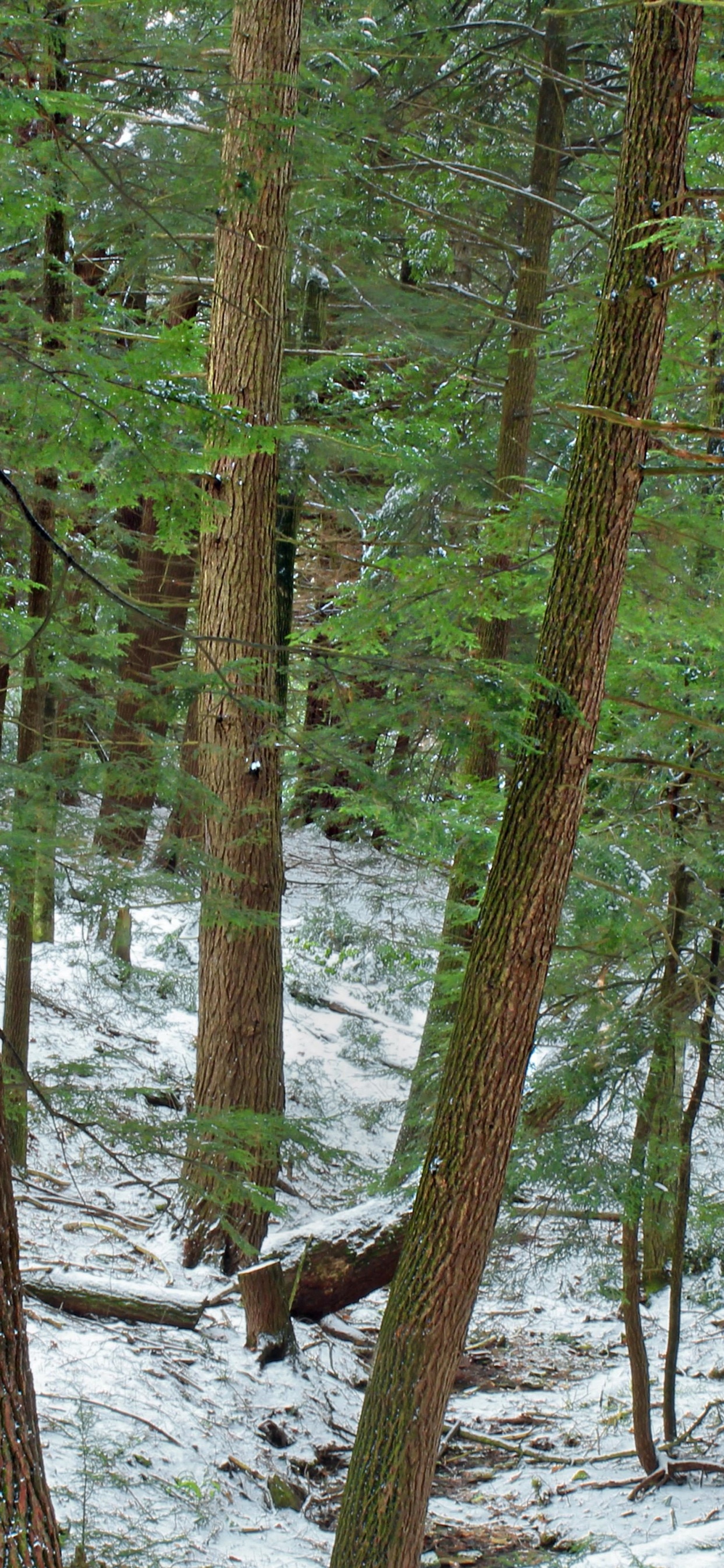 Brown Trees on Snow Covered Ground During Daytime. Wallpaper in 1242x2688 Resolution