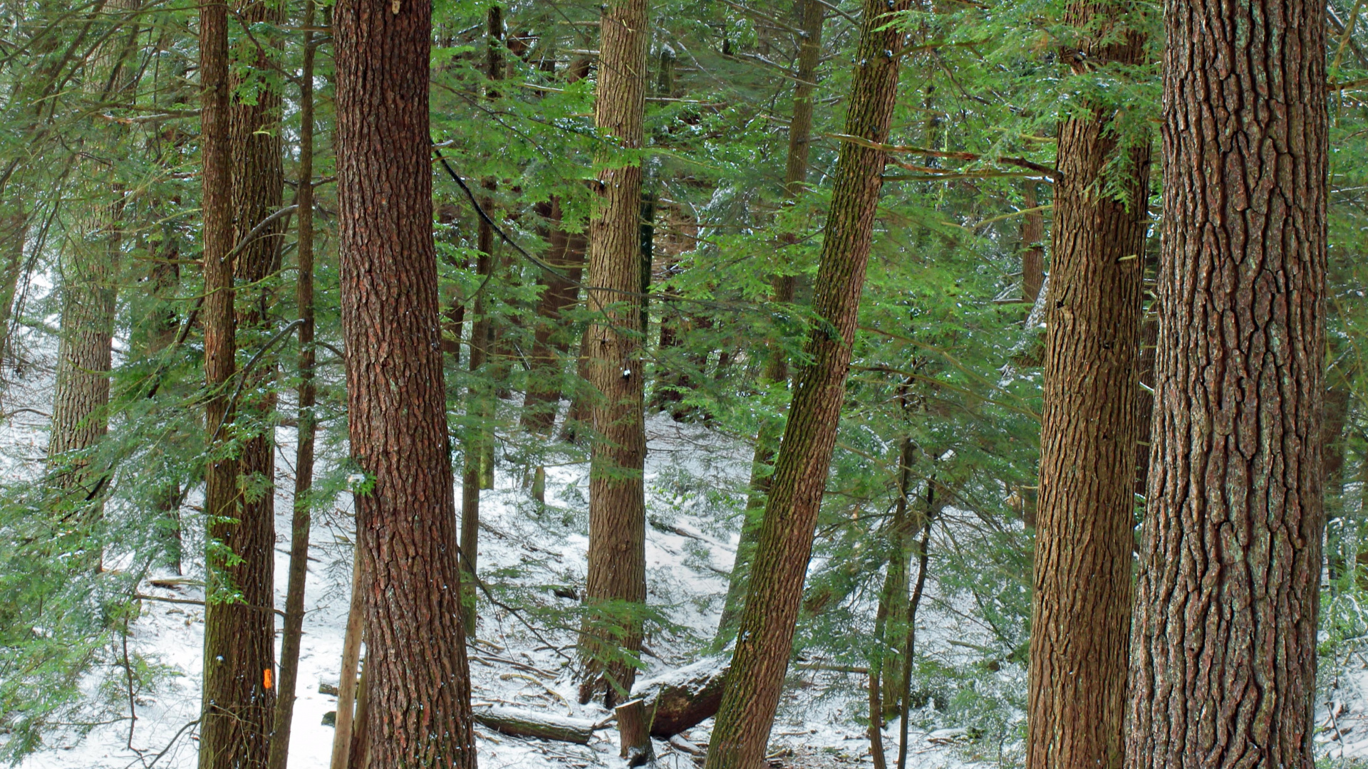 Brown Trees on Snow Covered Ground During Daytime. Wallpaper in 1920x1080 Resolution