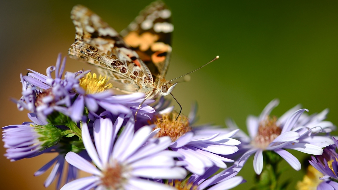 Papillon Brun et Noir Sur Fleur Blanche et Violette. Wallpaper in 1280x720 Resolution
