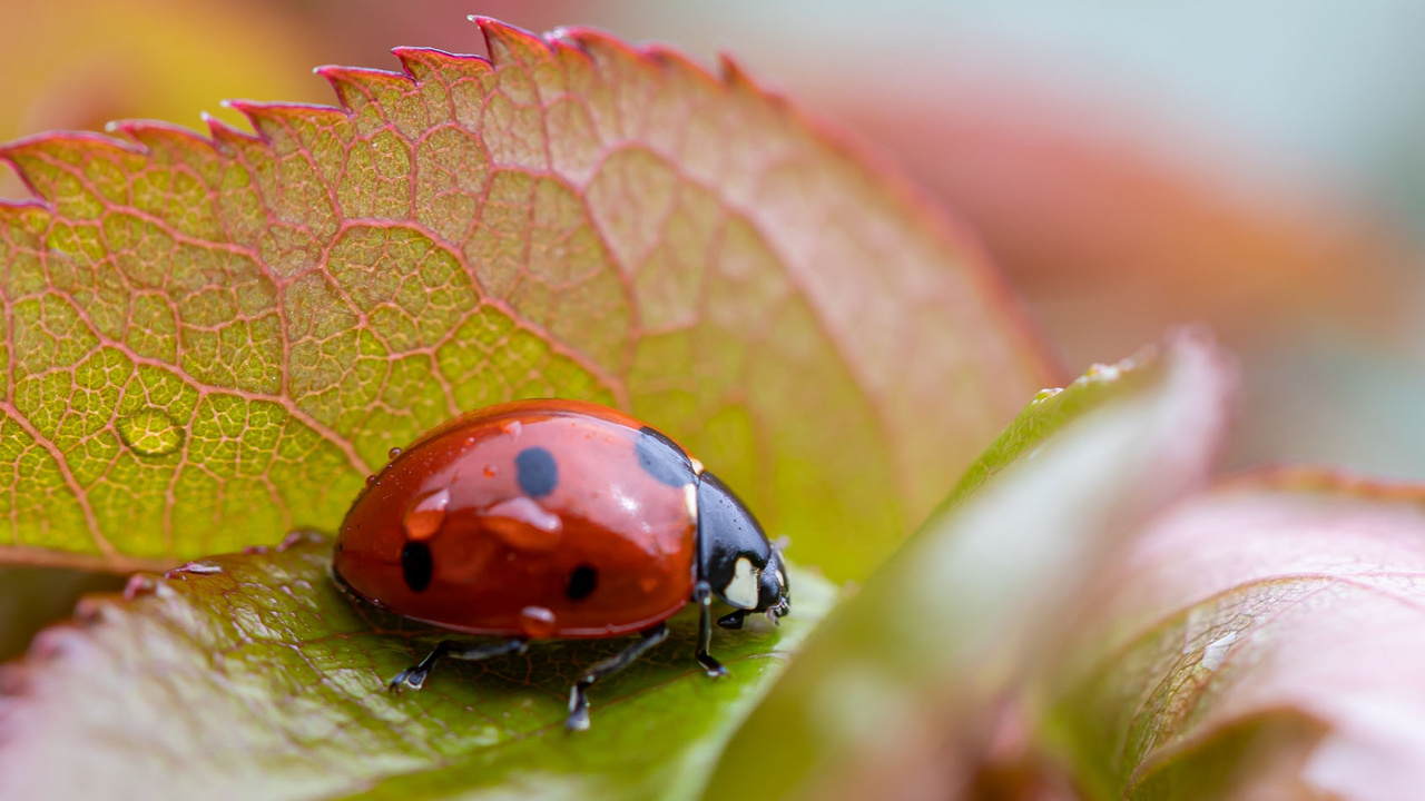 Inspirational Wednesday Morning, Ladybugs, Art, Morning, Illustration. Wallpaper in 1280x720 Resolution