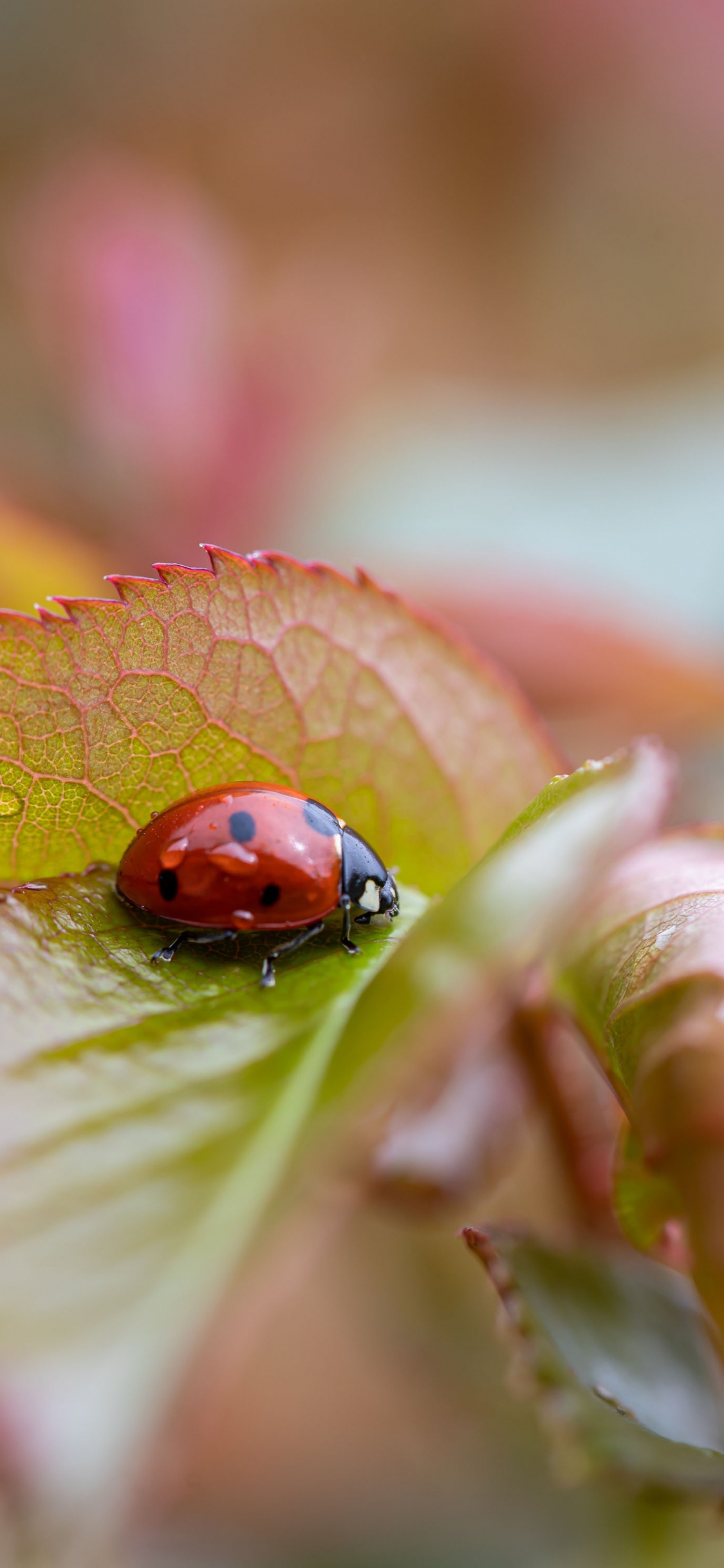 Mercredi Matin Inspirant, Coccinelle, Art, Matin, Illustration. Wallpaper in 1125x2436 Resolution