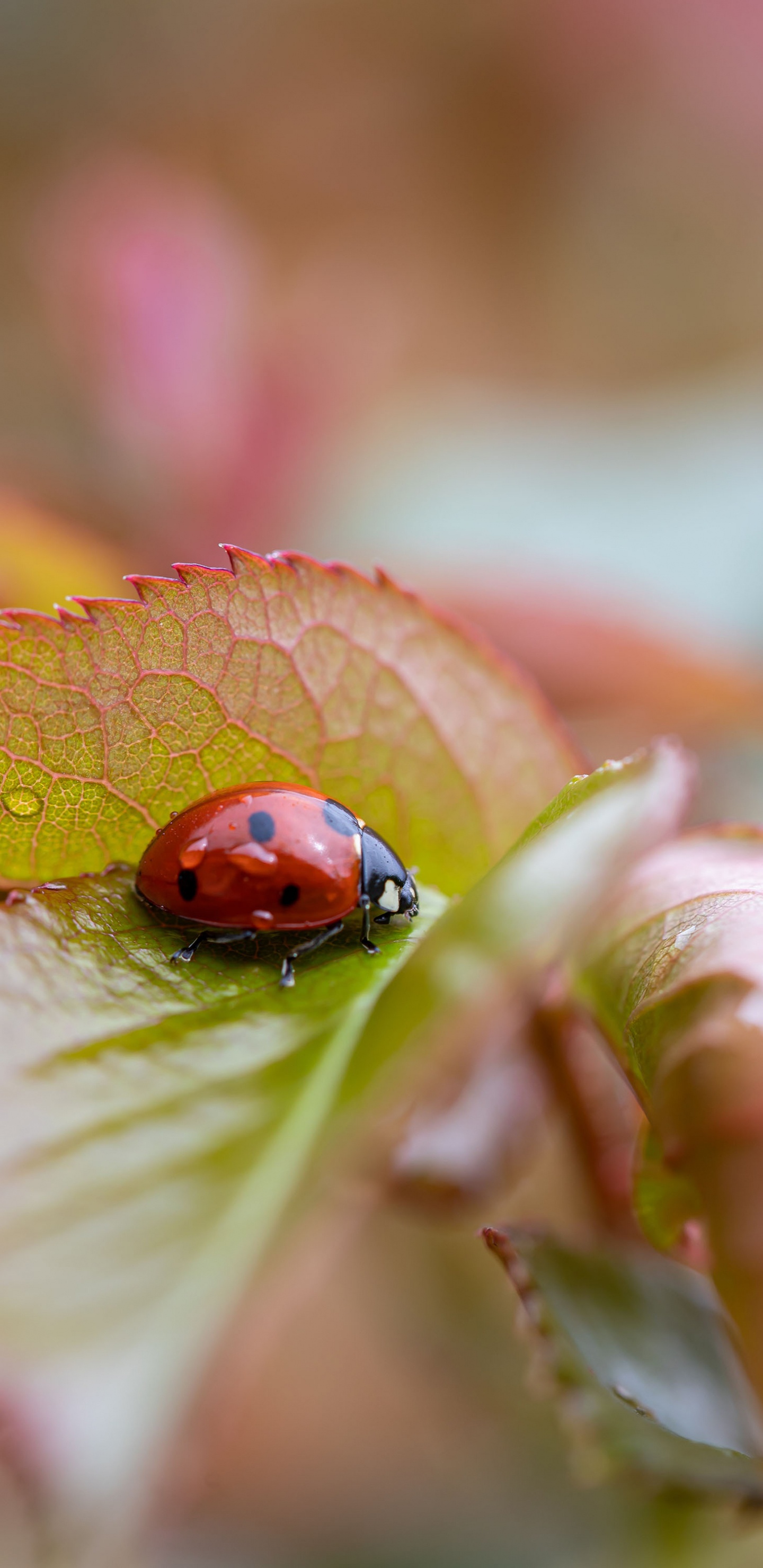 Mercredi Matin Inspirant, Coccinelle, Art, Matin, Illustration. Wallpaper in 1440x2960 Resolution