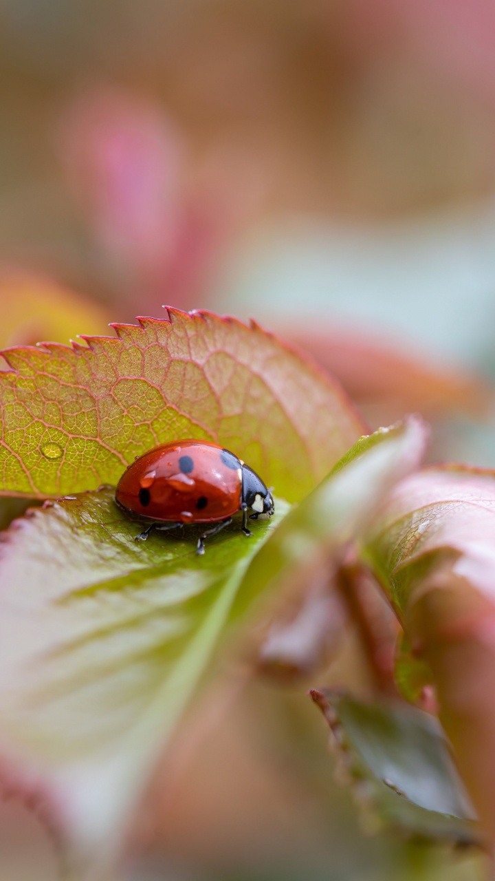 Mercredi Matin Inspirant, Coccinelle, Art, Matin, Illustration. Wallpaper in 720x1280 Resolution