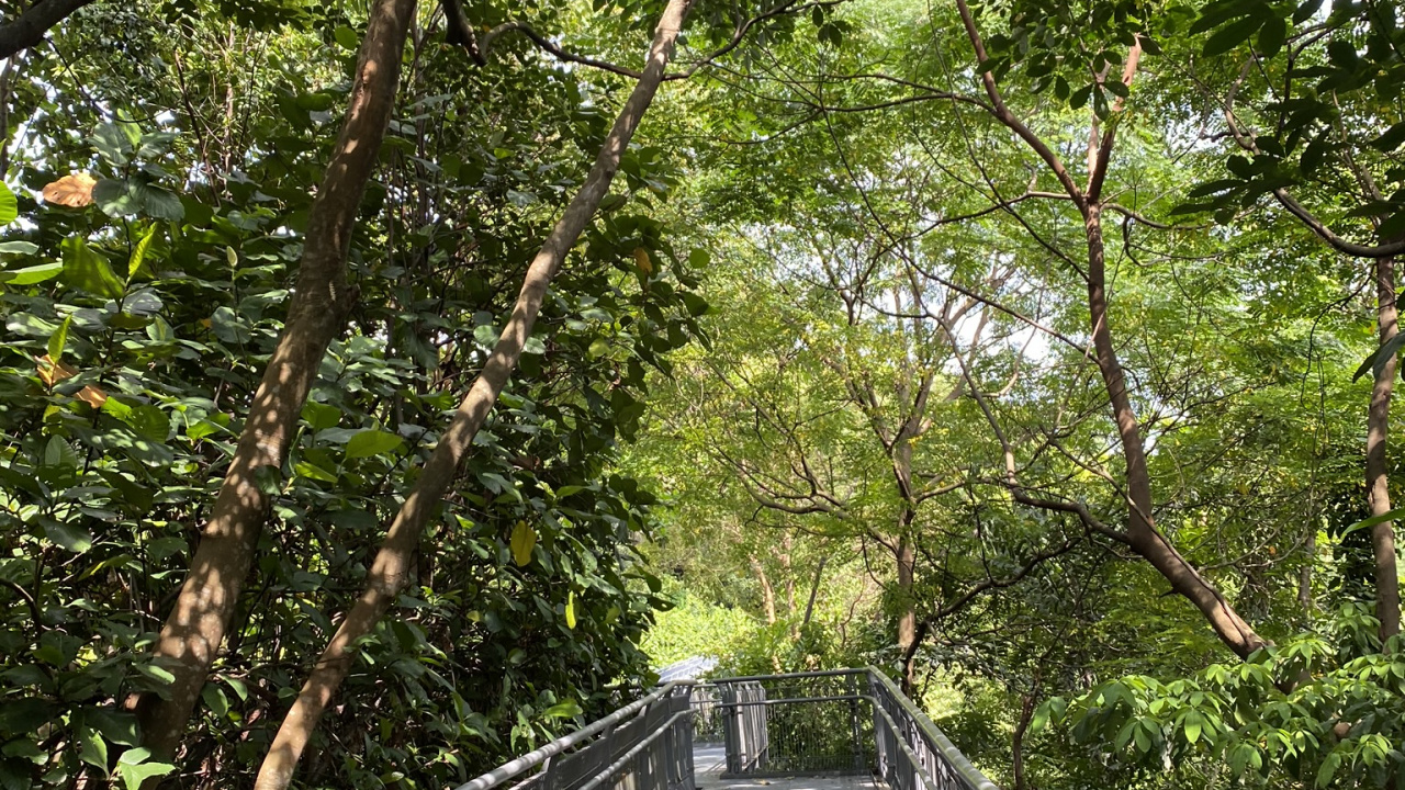 Tree, Bridge, Walkway, Canopy Walkway, Forest. Wallpaper in 1280x720 Resolution
