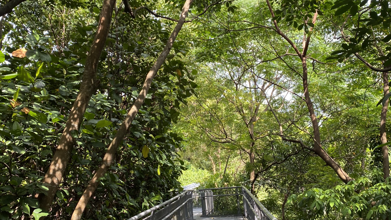 Tree, Bridge, Walkway, Canopy Walkway, Forest. Wallpaper in 1366x768 Resolution