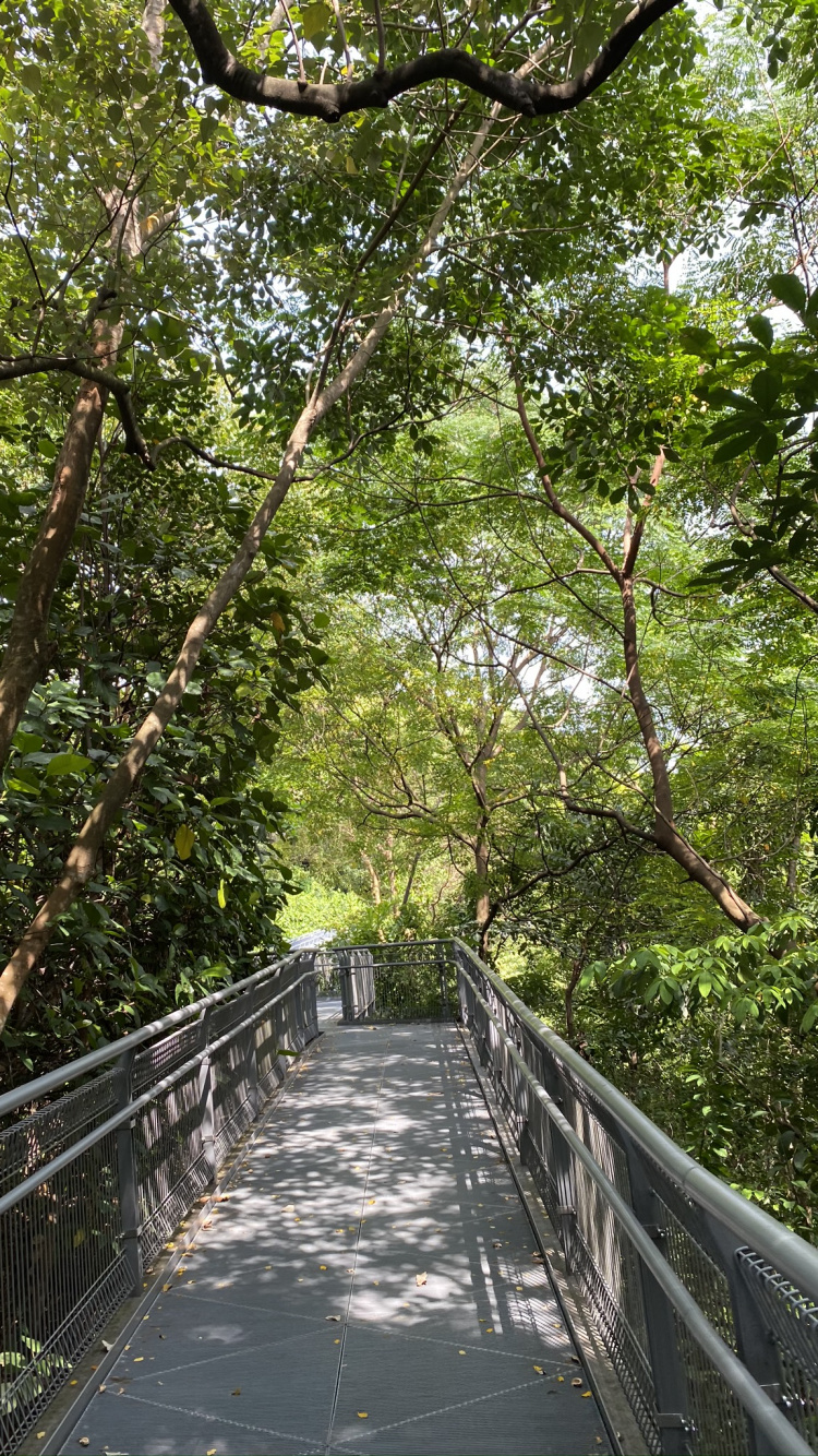 Tree, Bridge, Walkway, Canopy Walkway, Forest. Wallpaper in 750x1334 Resolution