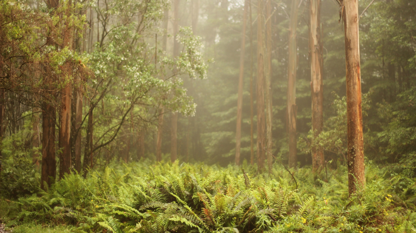 Plantes Vertes et Arbres Pendant la Journée. Wallpaper in 1366x768 Resolution
