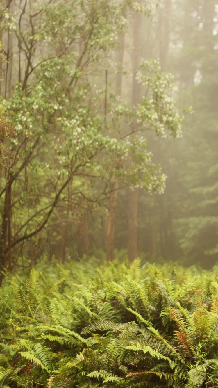 Green Plants and Trees During Daytime. Wallpaper in 750x1334 Resolution