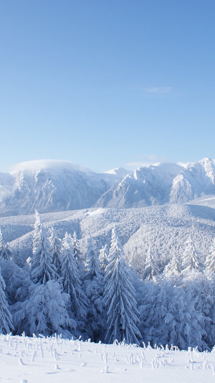 Pinos Cubiertos de Nieve y Montañas Durante el Día. Wallpaper in 720x1280 Resolution