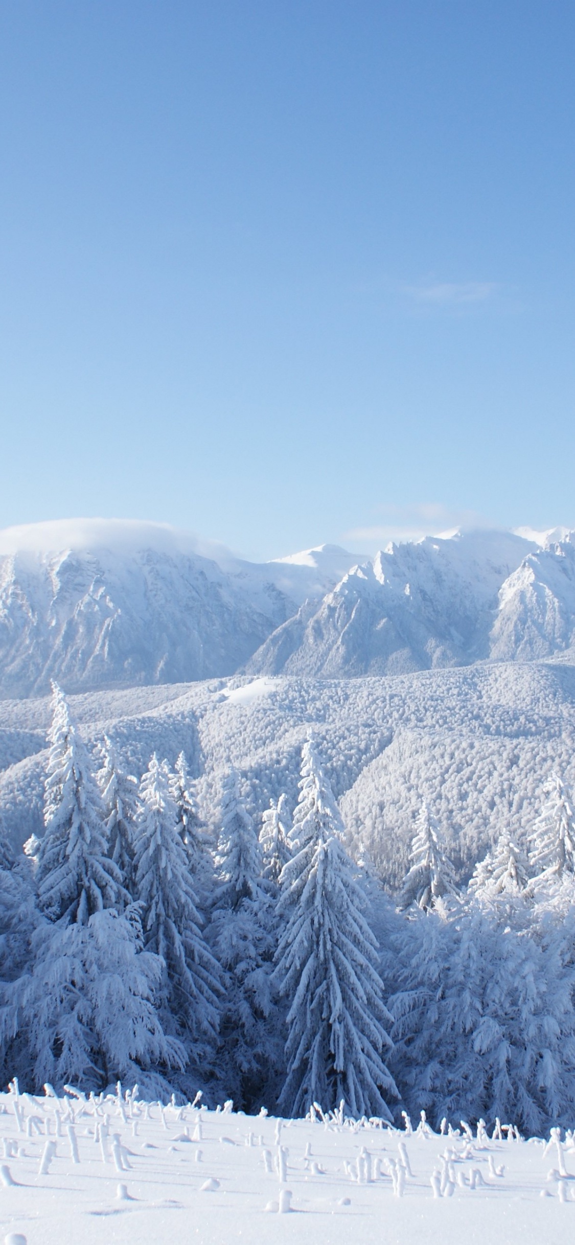 Schneebedeckte Kiefern Und Berge Tagsüber. Wallpaper in 1125x2436 Resolution