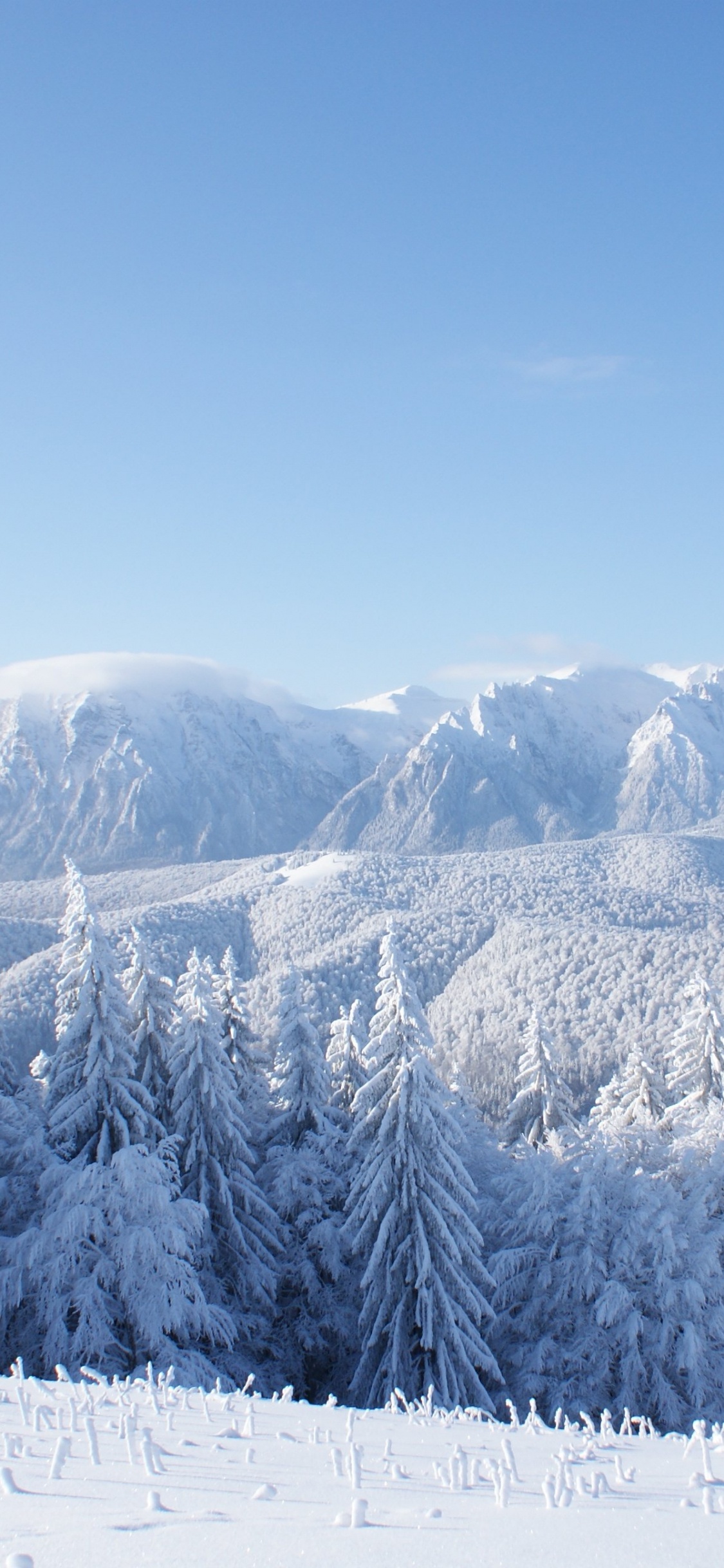 Snow Covered Pine Trees and Mountains During Daytime. Wallpaper in 1125x2436 Resolution