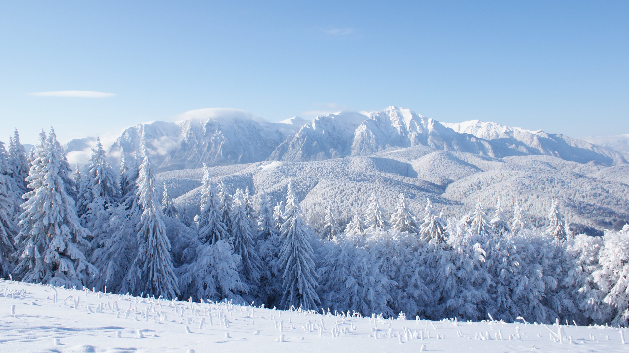 Snow Covered Pine Trees and Mountains During Daytime. Wallpaper in 2560x1440 Resolution