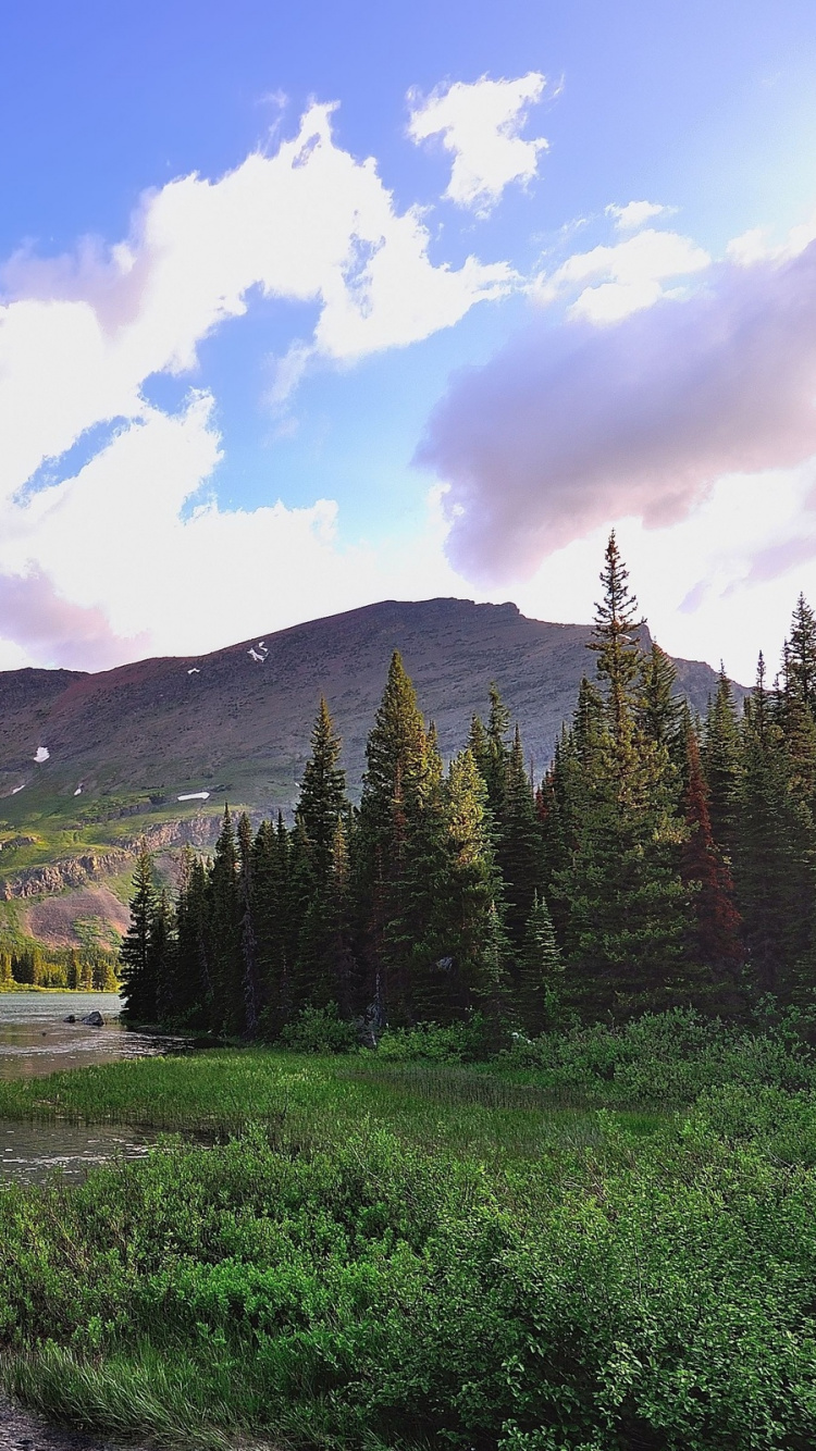 Pins Verts Près du Lac Sous Ciel Bleu Pendant la Journée. Wallpaper in 750x1334 Resolution
