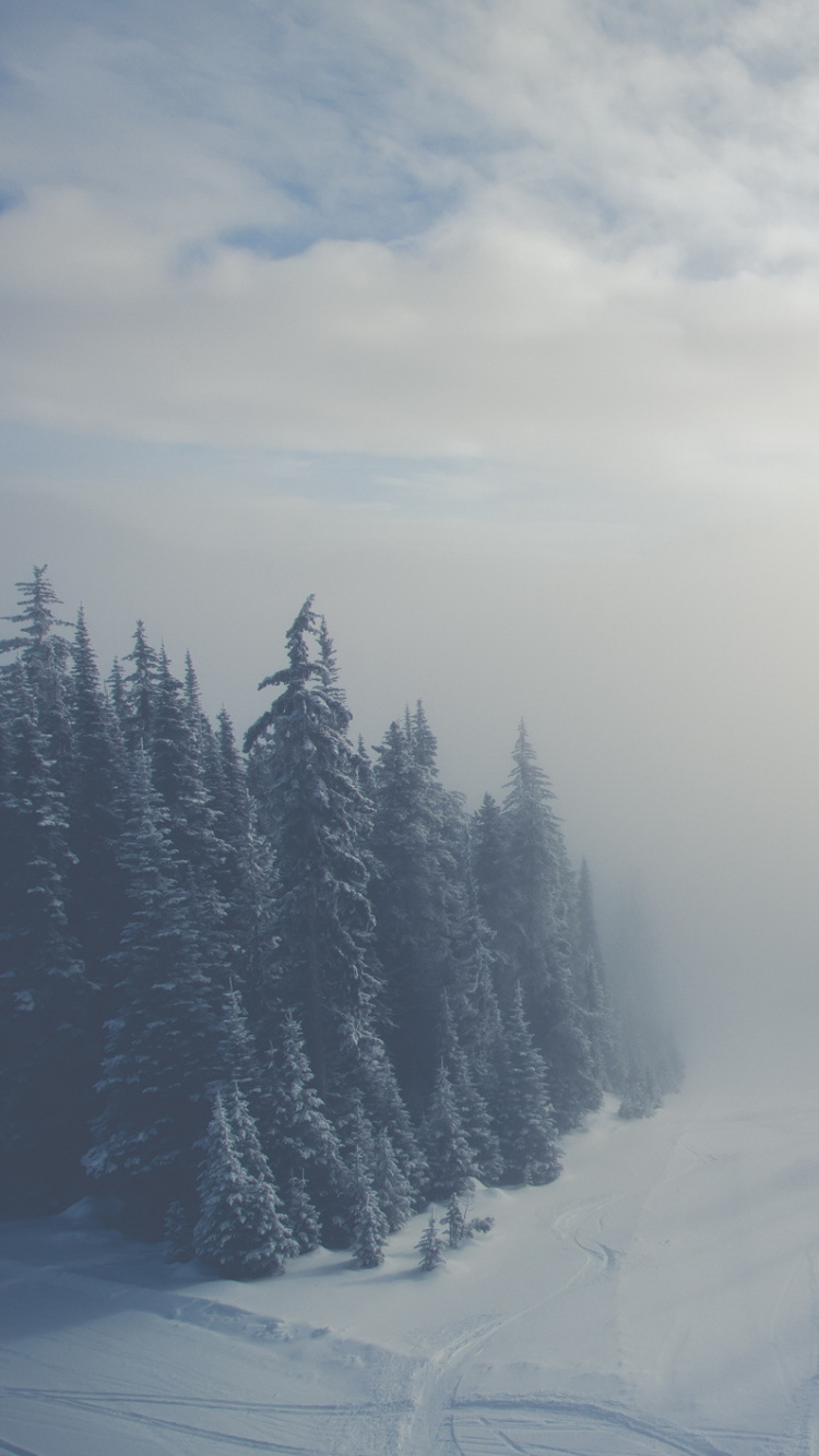 Snow Covered Field and Trees Under White Clouds. Wallpaper in 750x1334 Resolution