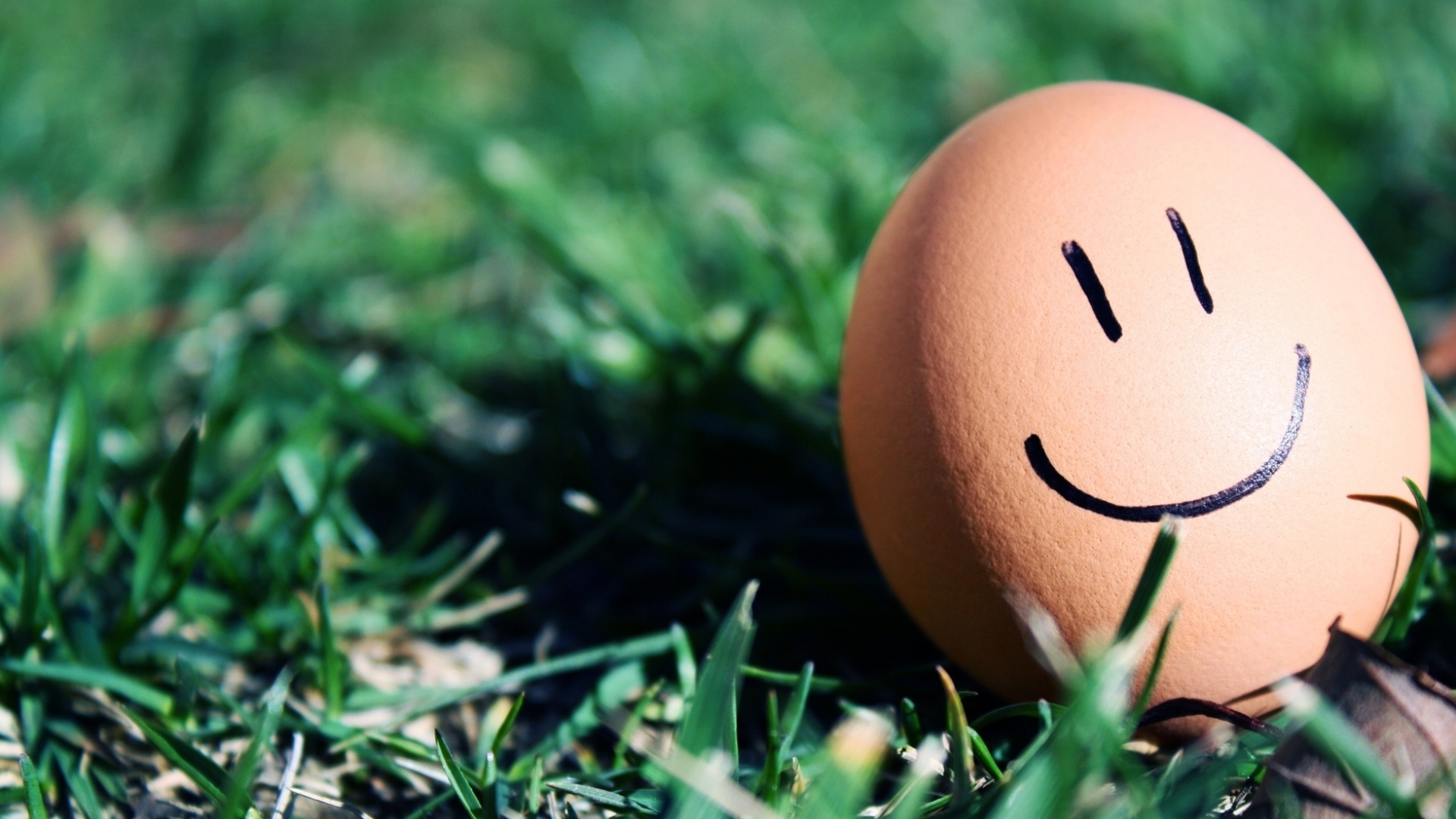 Brown Egg on Green Grass During Daytime. Wallpaper in 1920x1080 Resolution