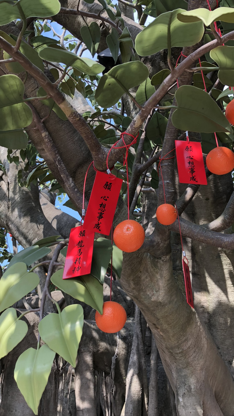 Flora, Obstbaum, Biologie, Wissenschaft, Branch. Wallpaper in 750x1334 Resolution