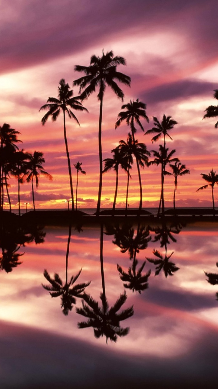 Palm Trees on Body of Water During Sunset. Wallpaper in 720x1280 Resolution