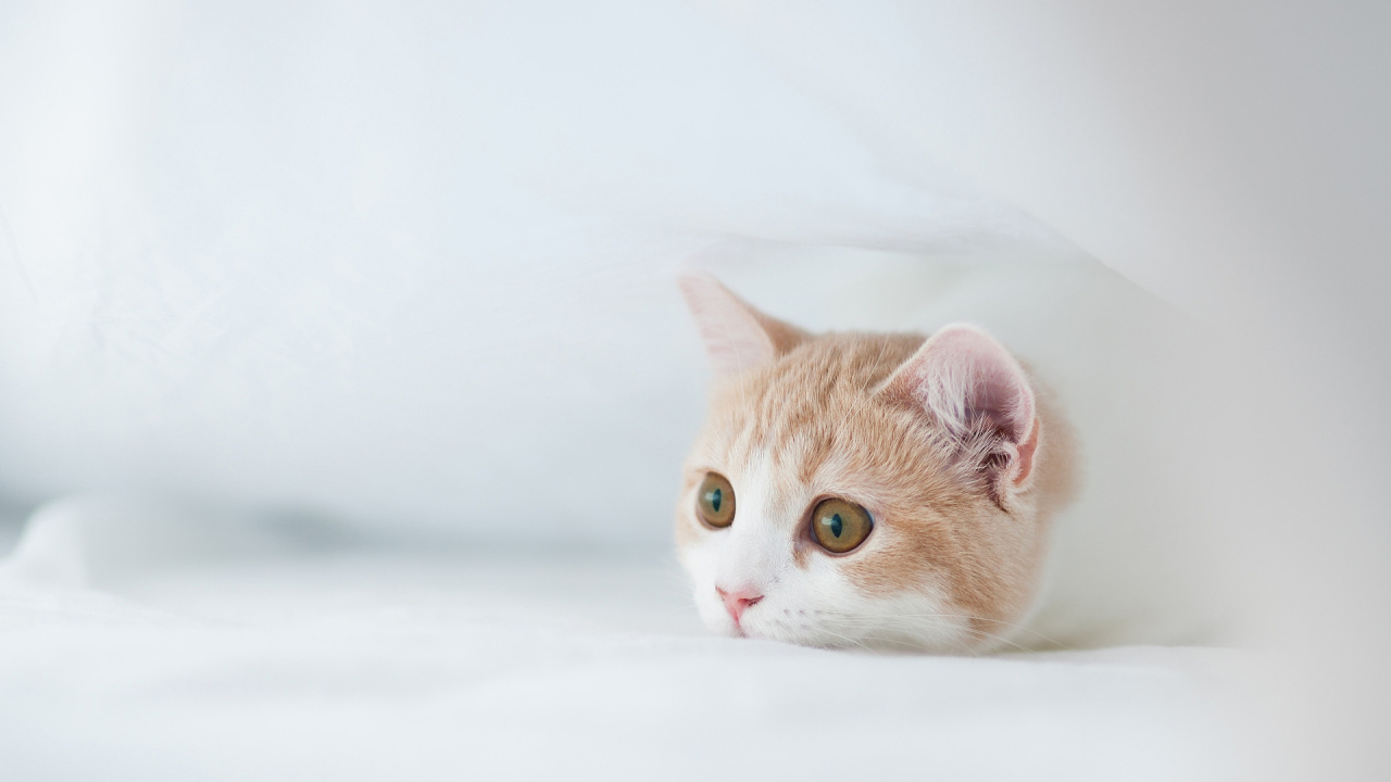 Gato Atigrado Naranja y Blanco. Wallpaper in 1280x720 Resolution