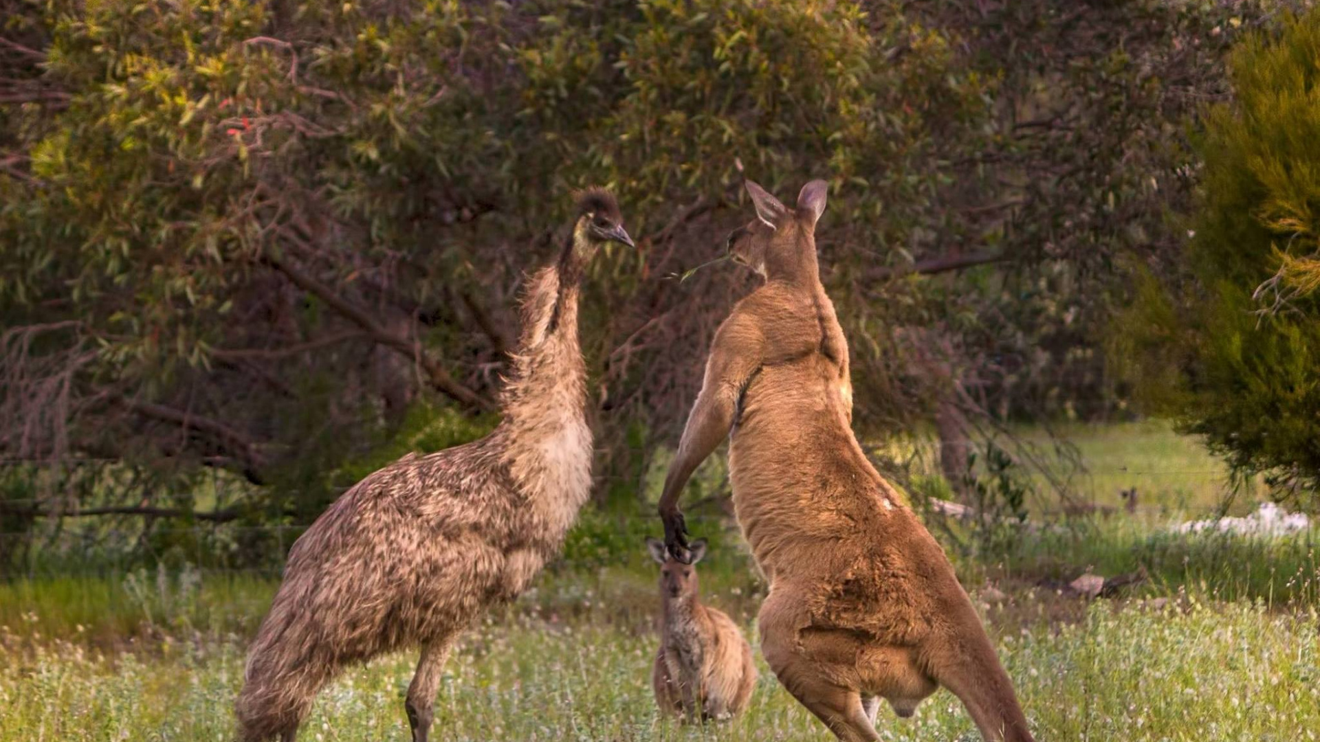 Cerf Brun Sur Terrain D'herbe Verte Pendant la Journée. Wallpaper in 1920x1080 Resolution