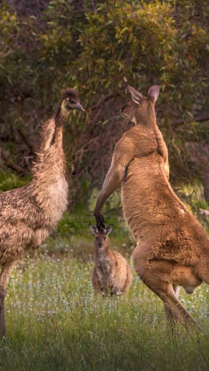 Braunhirsch Auf Grüner Wiese Tagsüber. Wallpaper in 720x1280 Resolution