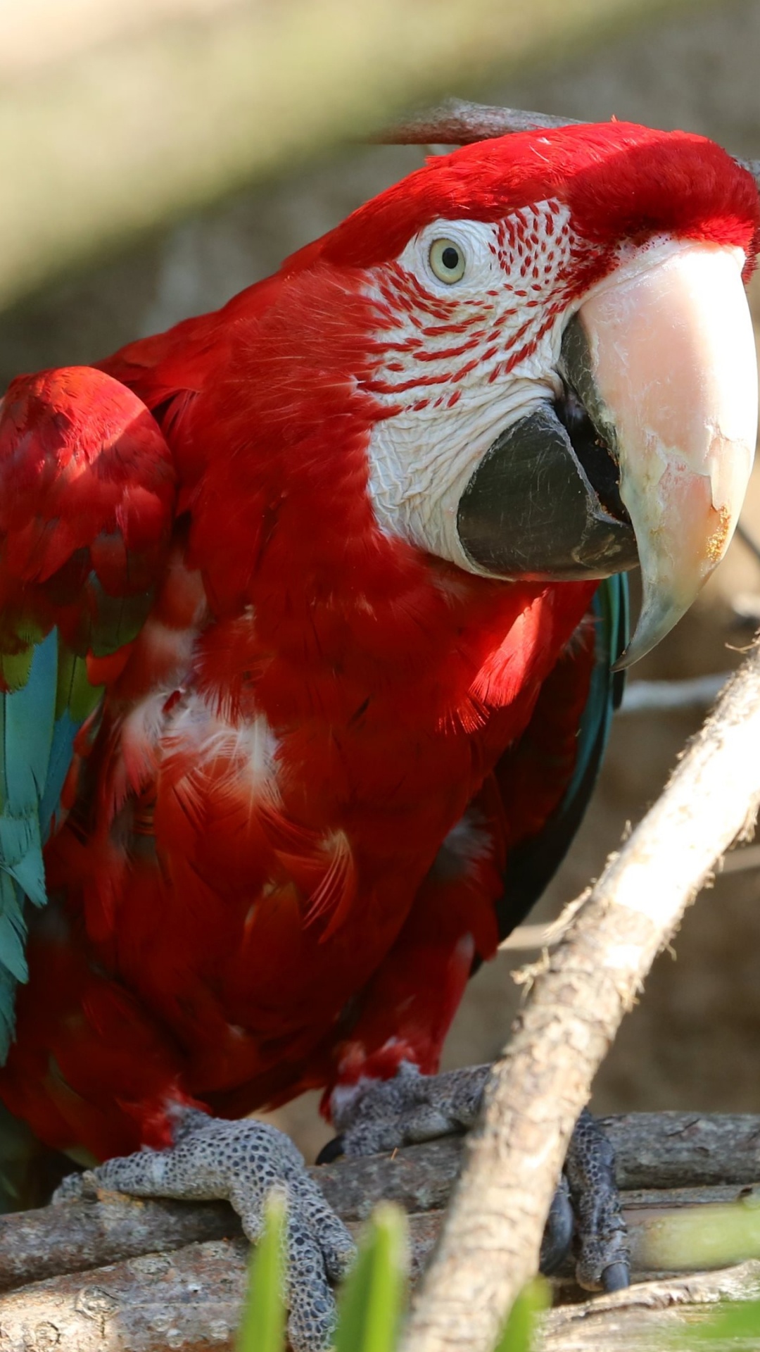 Red and Blue Macaw Perched on Brown Tree Branch. Wallpaper in 1080x1920 Resolution