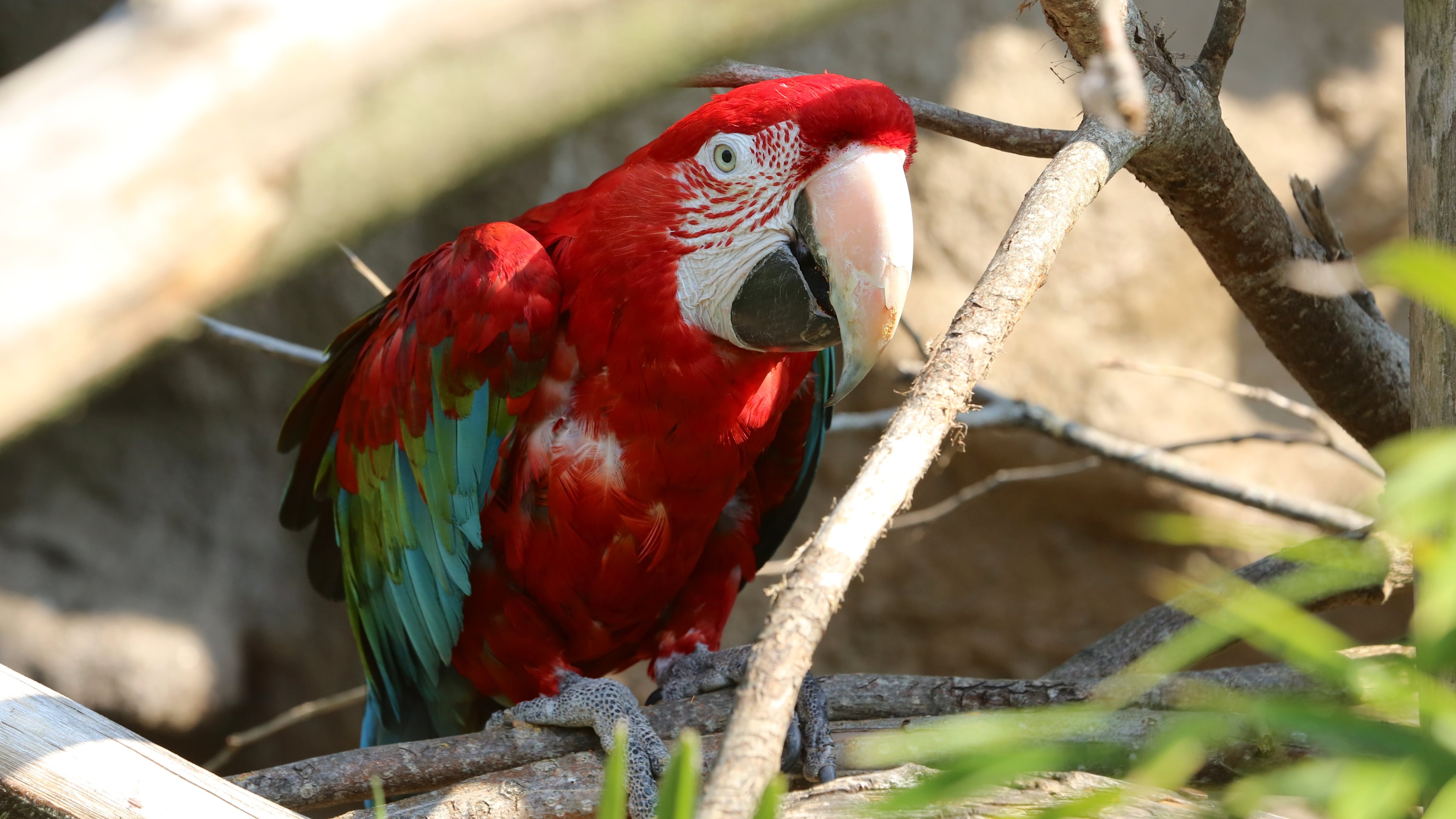 Red and Blue Macaw Perched on Brown Tree Branch. Wallpaper in 3840x2160 Resolution