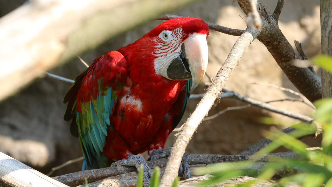 金刚鹦鹉, 猩红色的金刚鹦鹉, 鸟, 佩里科, 红色和绿色的金刚鹦鹉 壁纸 1280x720 允许
