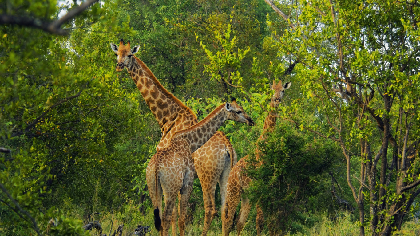 Girafe Brune Sur Terrain D'herbe Verte Pendant la Journée. Wallpaper in 1366x768 Resolution