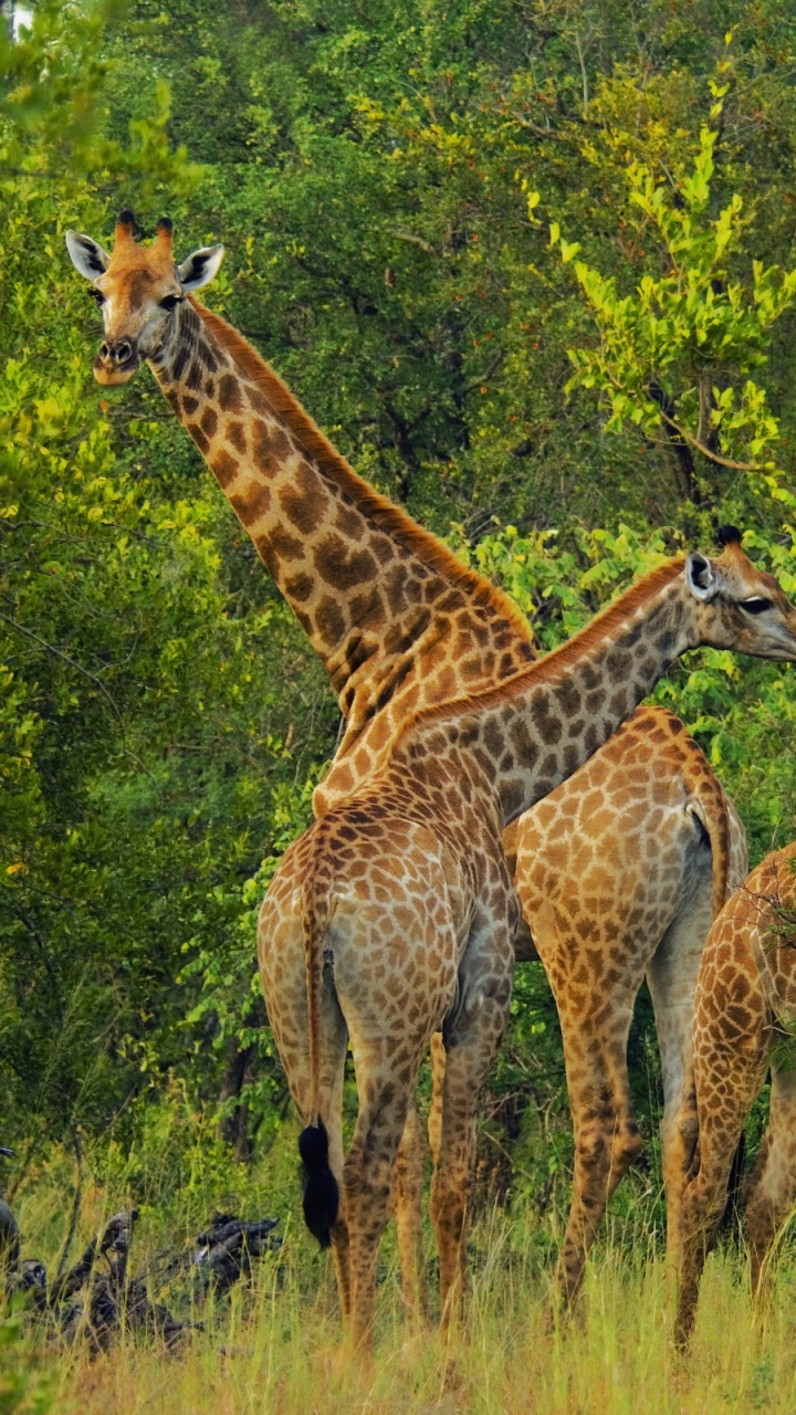 Braune Giraffe Auf Grünem Grasfeld Tagsüber. Wallpaper in 720x1280 Resolution