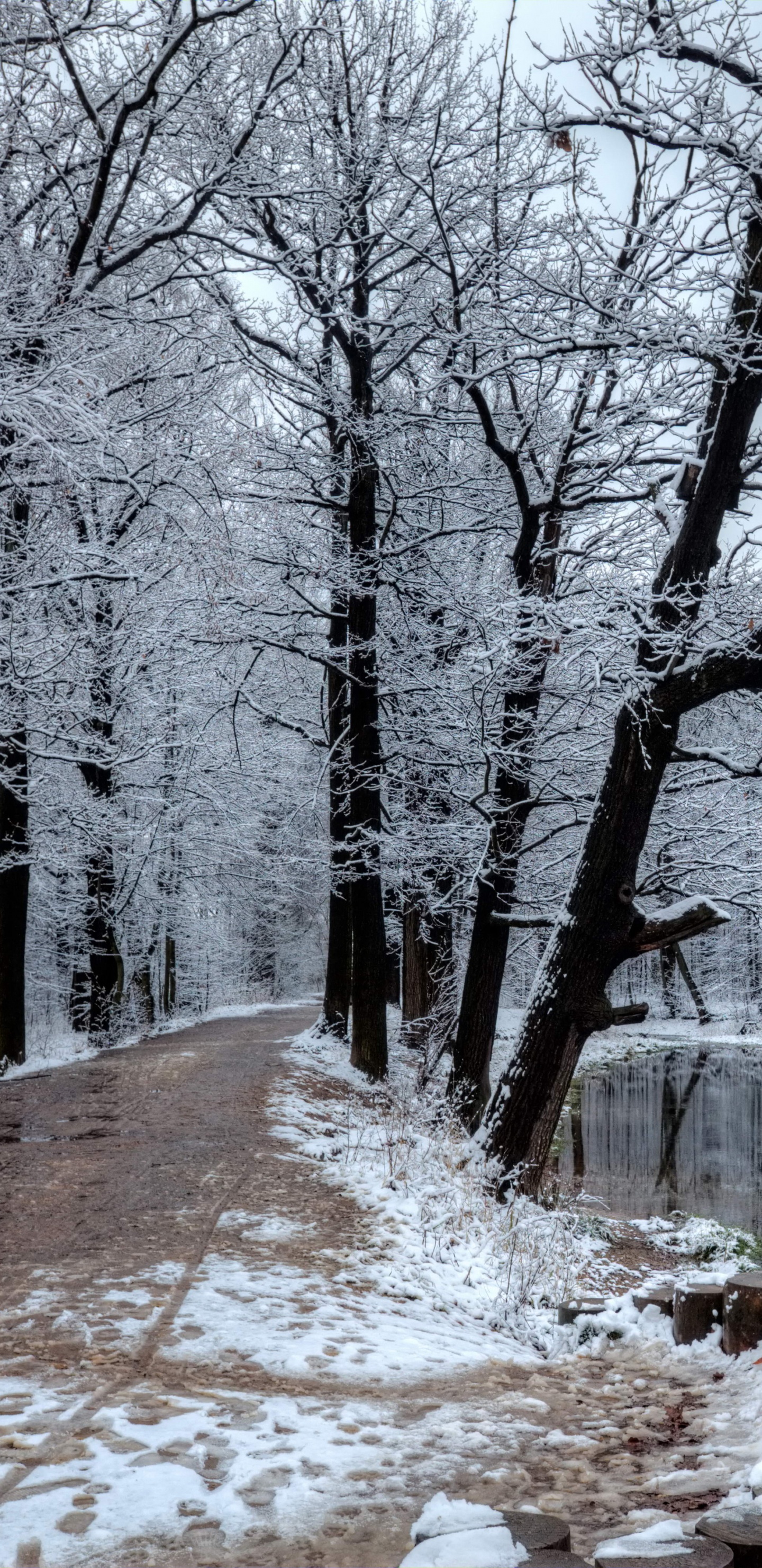 Arbres Sans Feuilles Près D'un Plan D'eau. Wallpaper in 1440x2960 Resolution