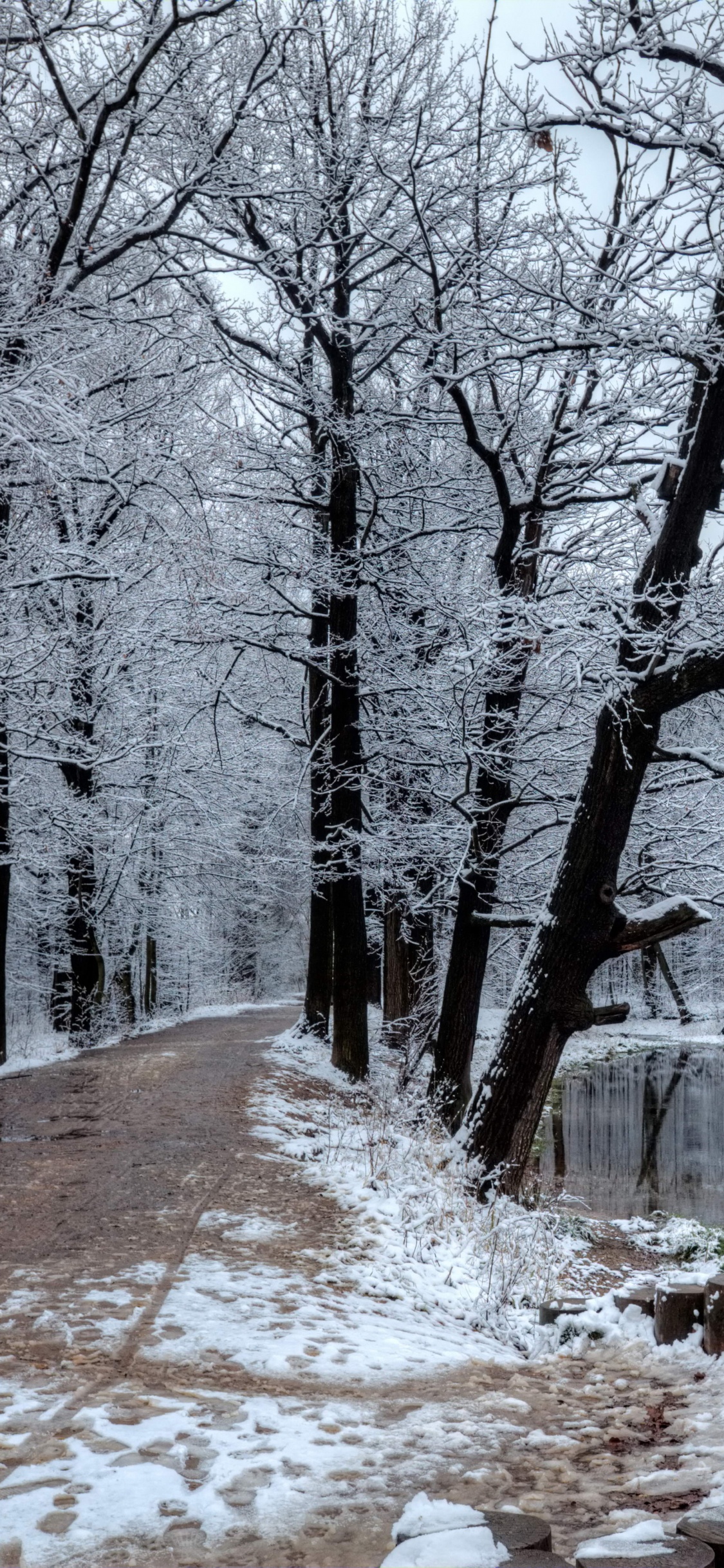 Leafless Trees Near Body of Water. Wallpaper in 1125x2436 Resolution