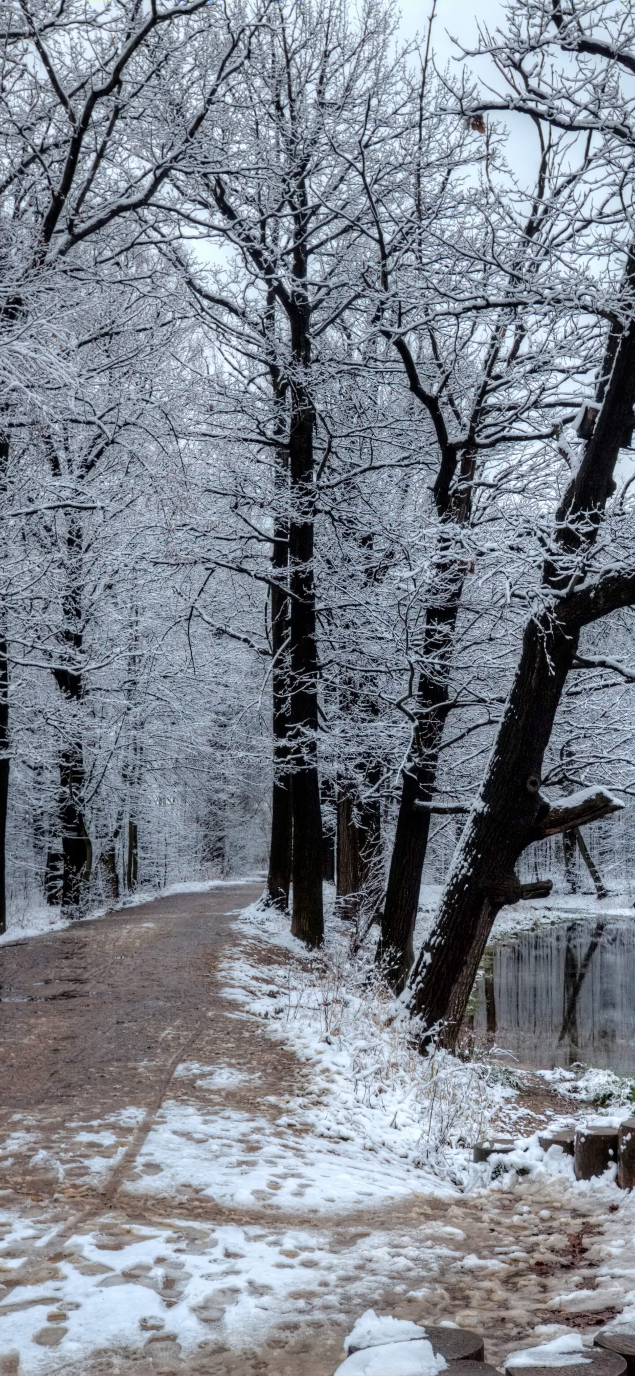 Leafless Trees Near Body of Water. Wallpaper in 1242x2688 Resolution