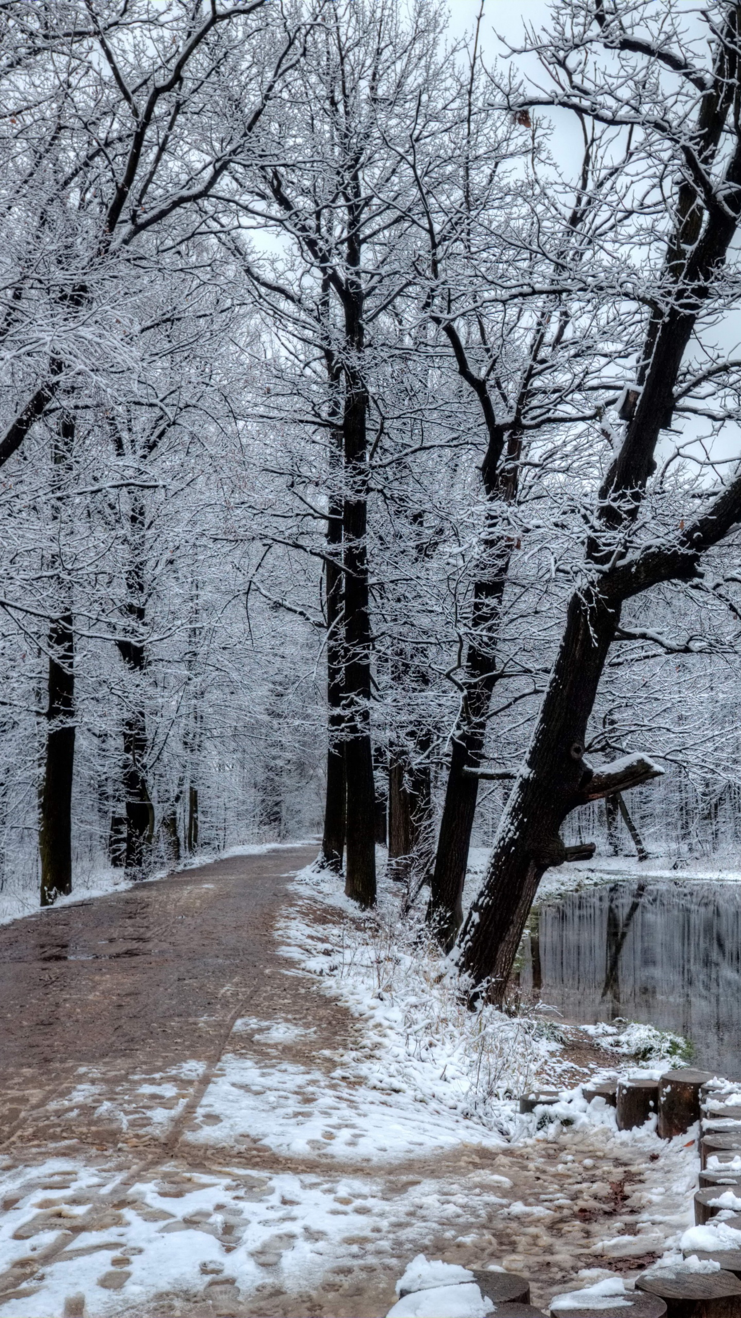 Leafless Trees Near Body of Water. Wallpaper in 1440x2560 Resolution