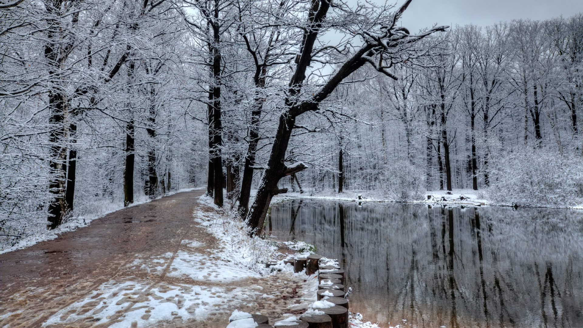 Leafless Trees Near Body of Water. Wallpaper in 1920x1080 Resolution