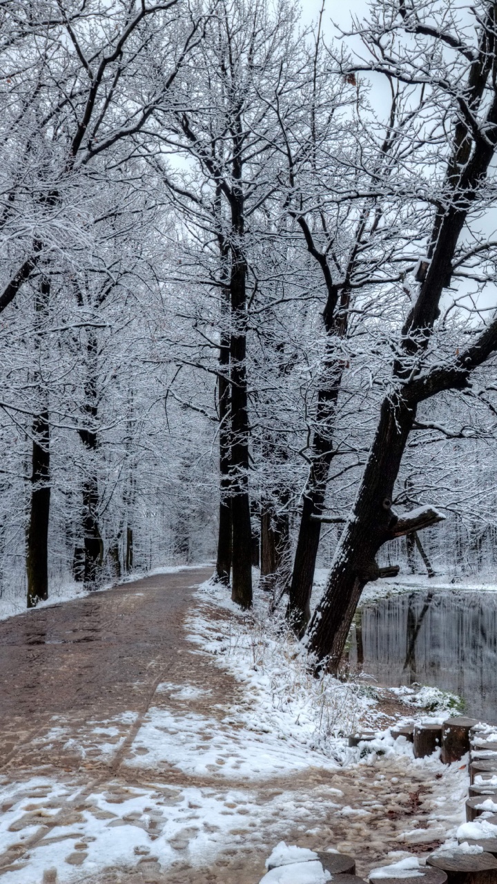 Leafless Trees Near Body of Water. Wallpaper in 720x1280 Resolution