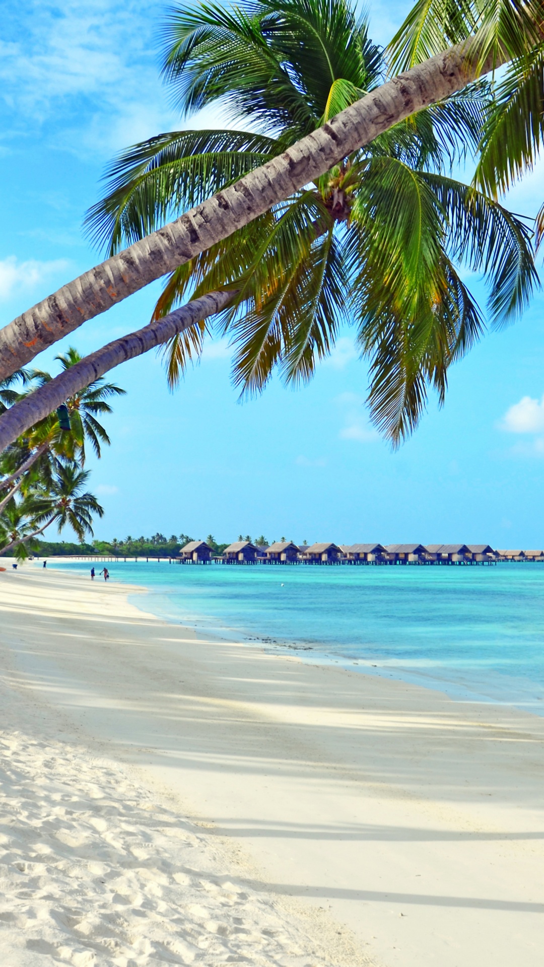 Palm Tree on Beach Shore During Daytime. Wallpaper in 1080x1920 Resolution