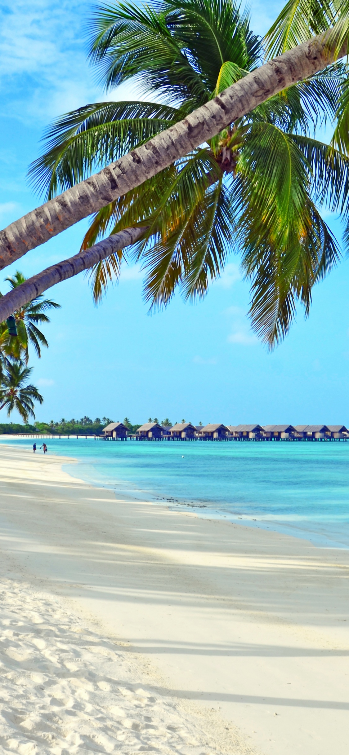 Palm Tree on Beach Shore During Daytime. Wallpaper in 1125x2436 Resolution