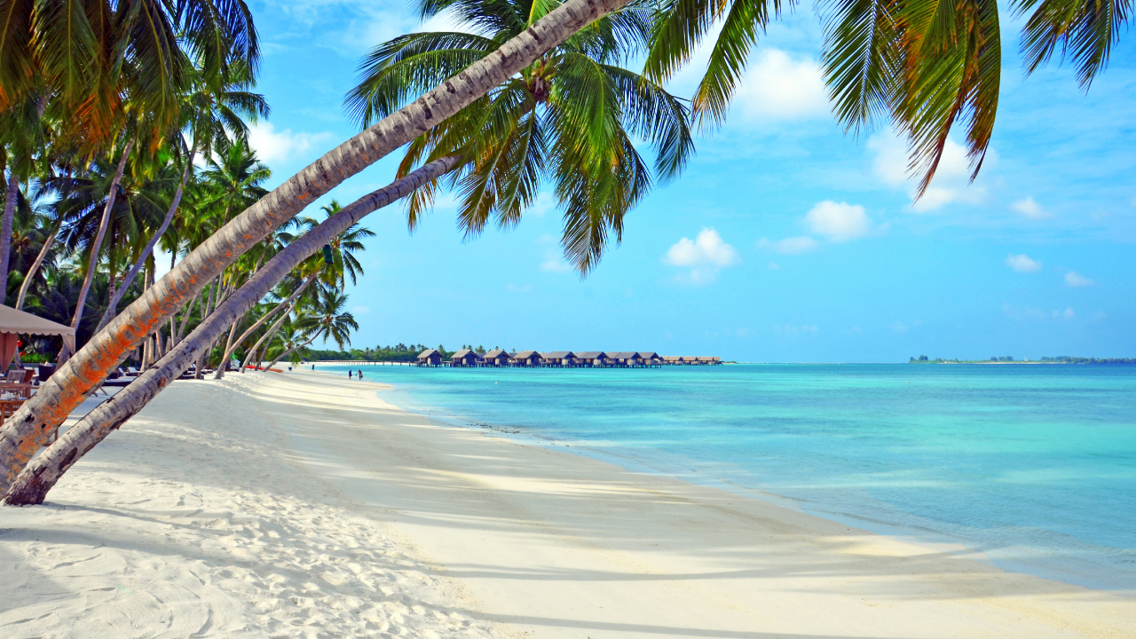 Palm Tree on Beach Shore During Daytime. Wallpaper in 1280x720 Resolution