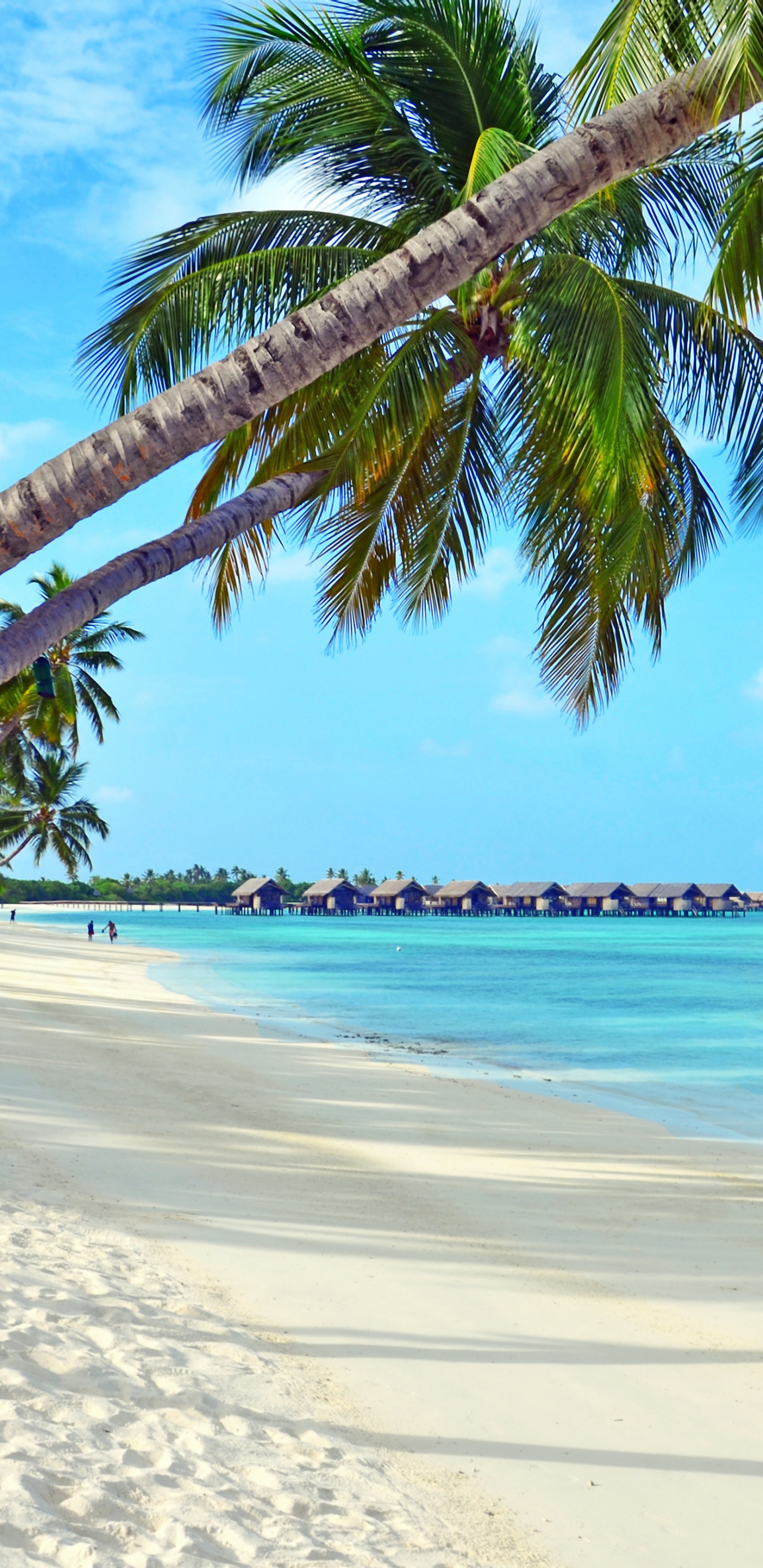 Palm Tree on Beach Shore During Daytime. Wallpaper in 1440x2960 Resolution