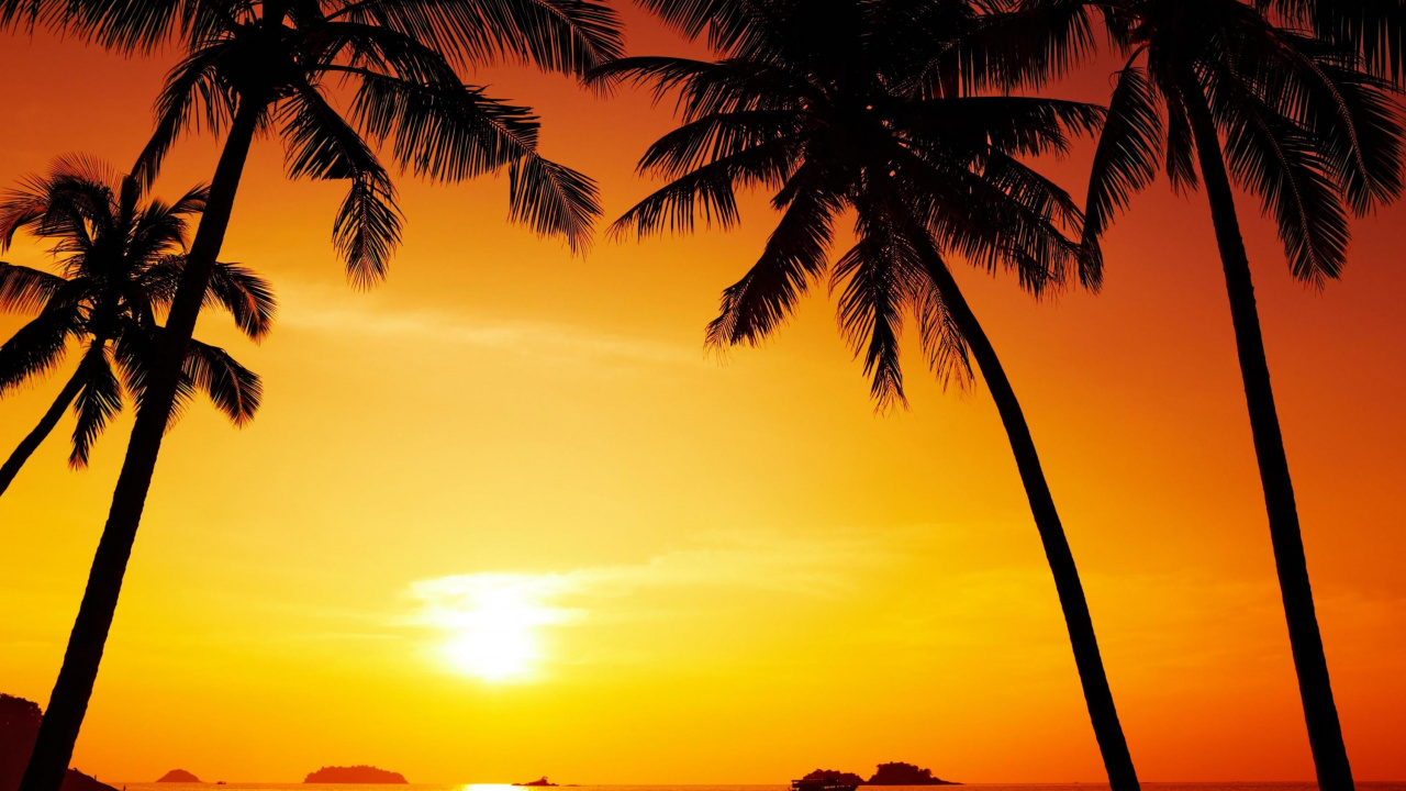 Silhouette Der Palme Bei Sonnenuntergang. Wallpaper in 1280x720 Resolution